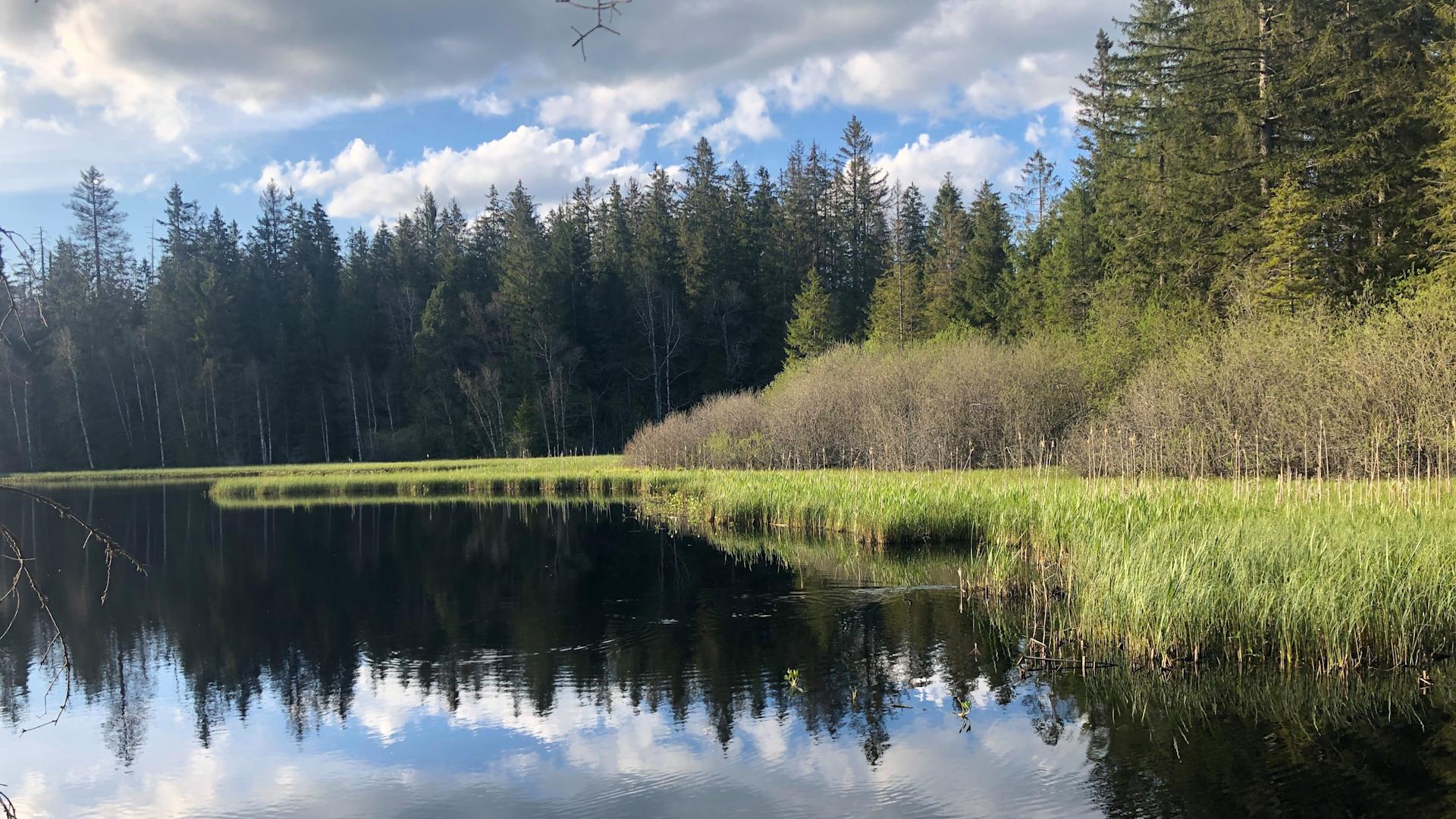 View of the lake of Etang de la Gruère, with a forest in the background.