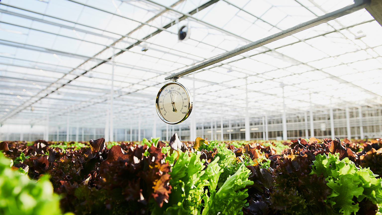Lettuces in a greenhouse
