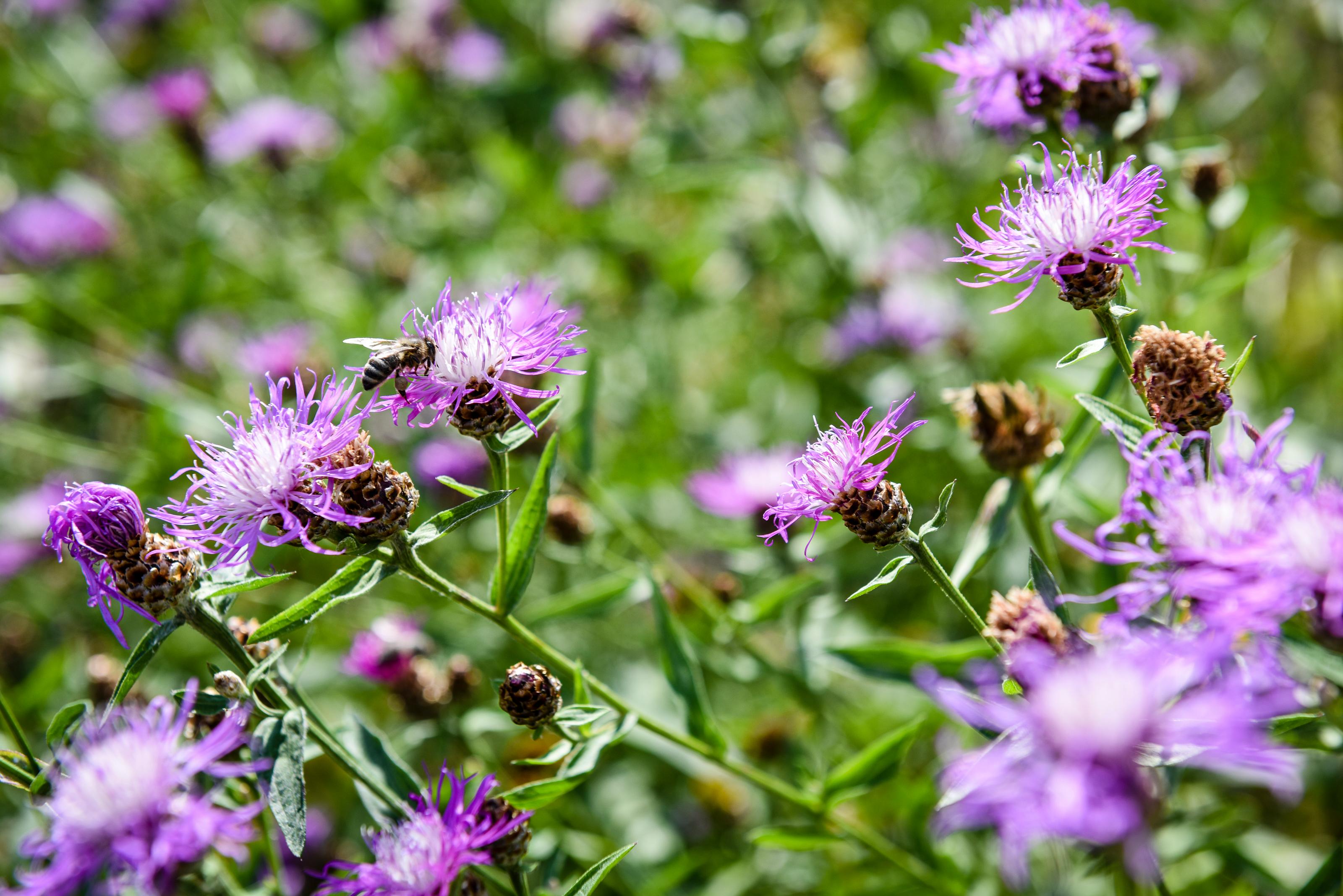 Un'ape si posa sul fiore di un fiore selvatico.