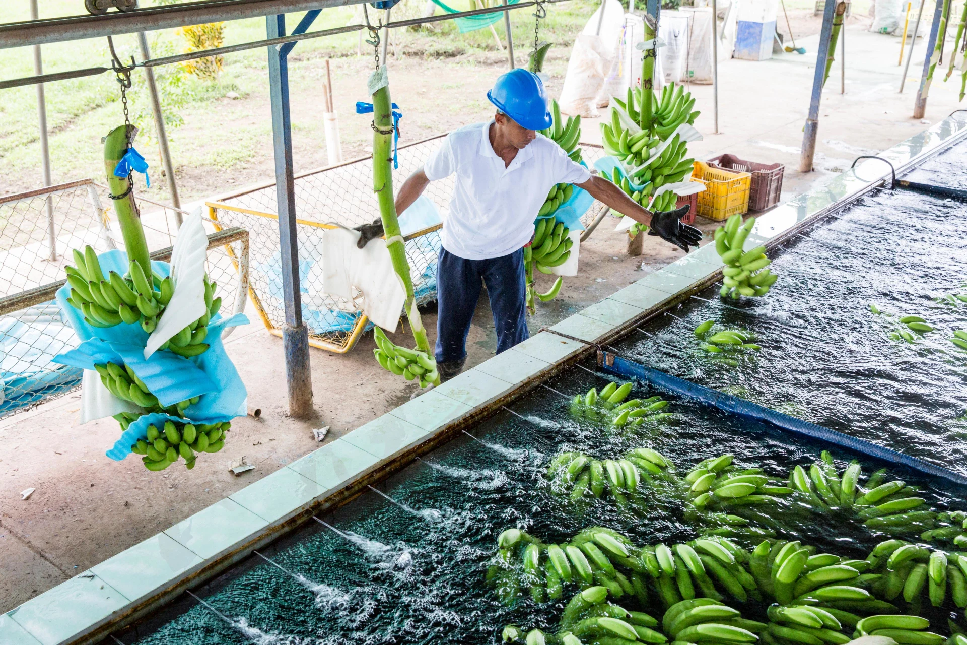 Bananenstauden werden in einem Wasserbassin gewaschen