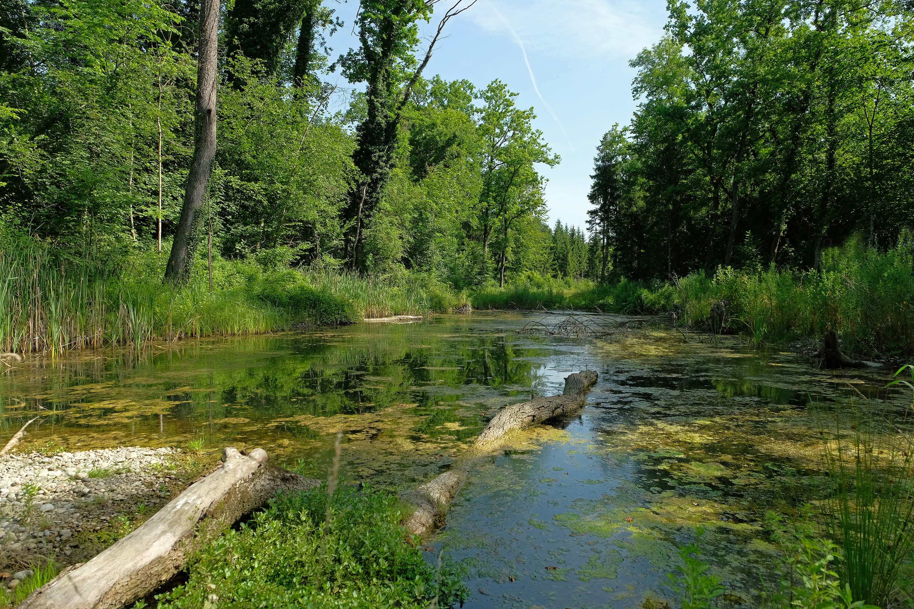 Flusslandschaft Alte Aare