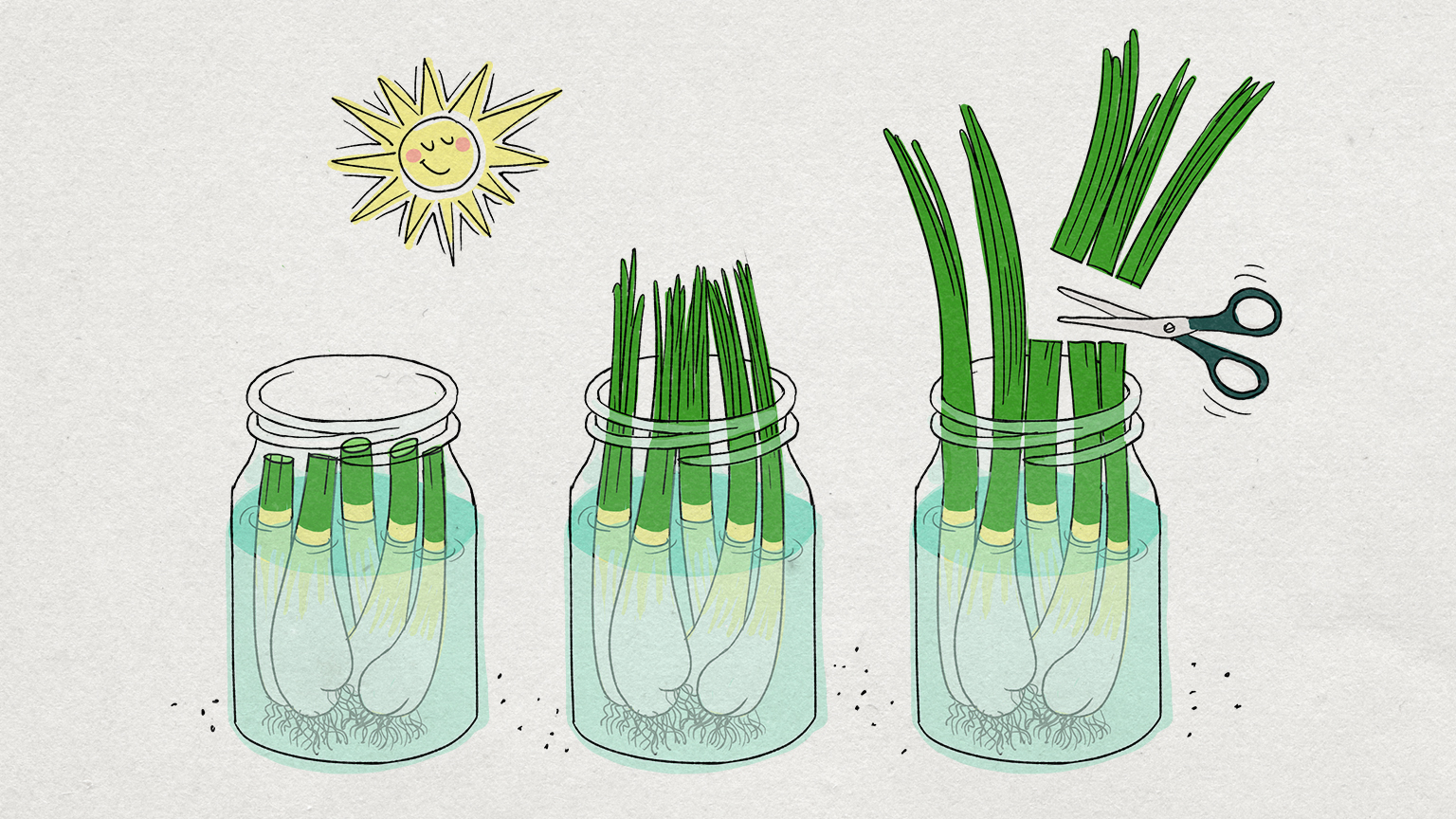 Illustrazione: i bulbi dei cipollotti sono immersi in un bicchiere d'acqua e illuminati dal sole. Con il tempo le foglie crescono e vanno tagliate con le forbici quando sono lunghe. 