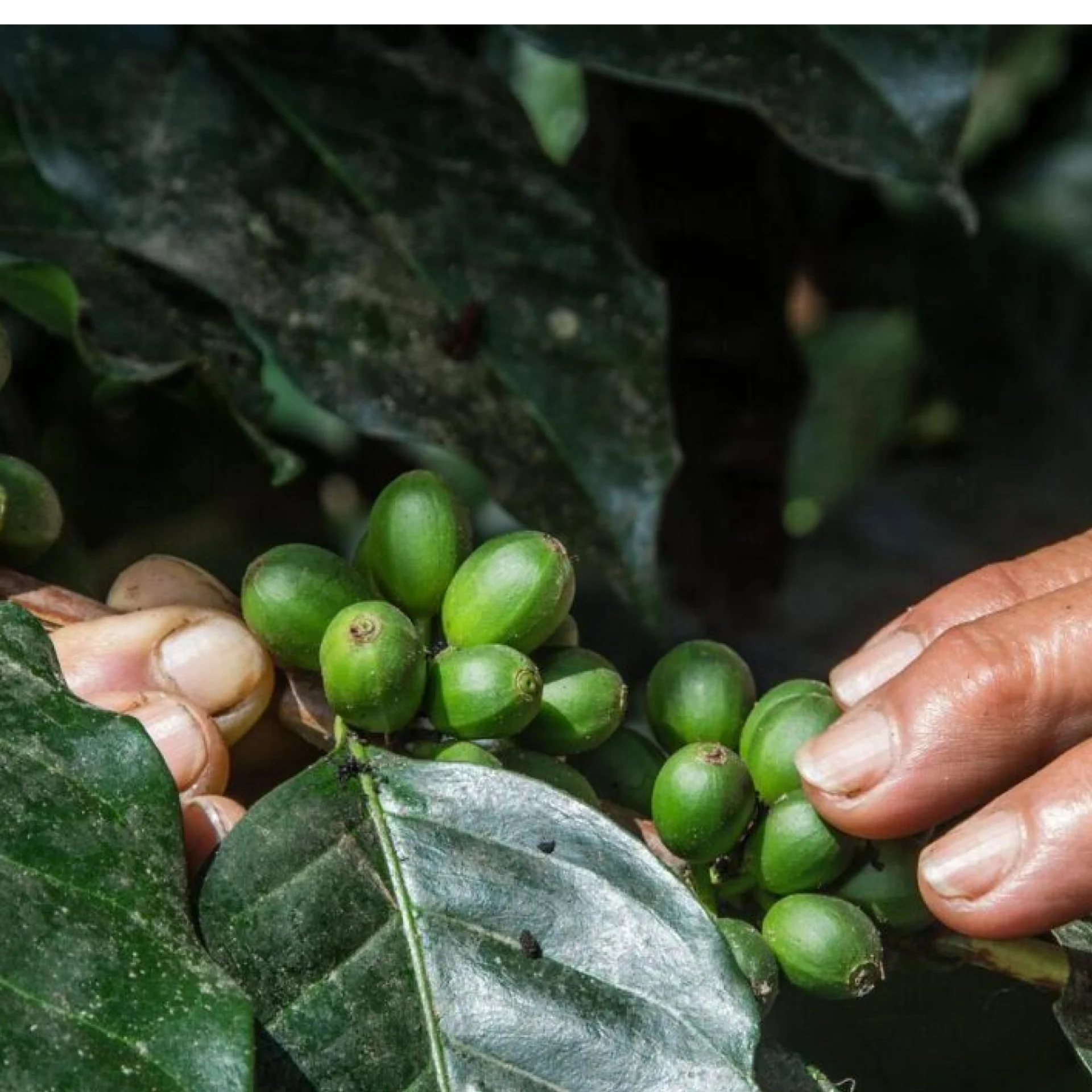 Coffee plant with coffee beans