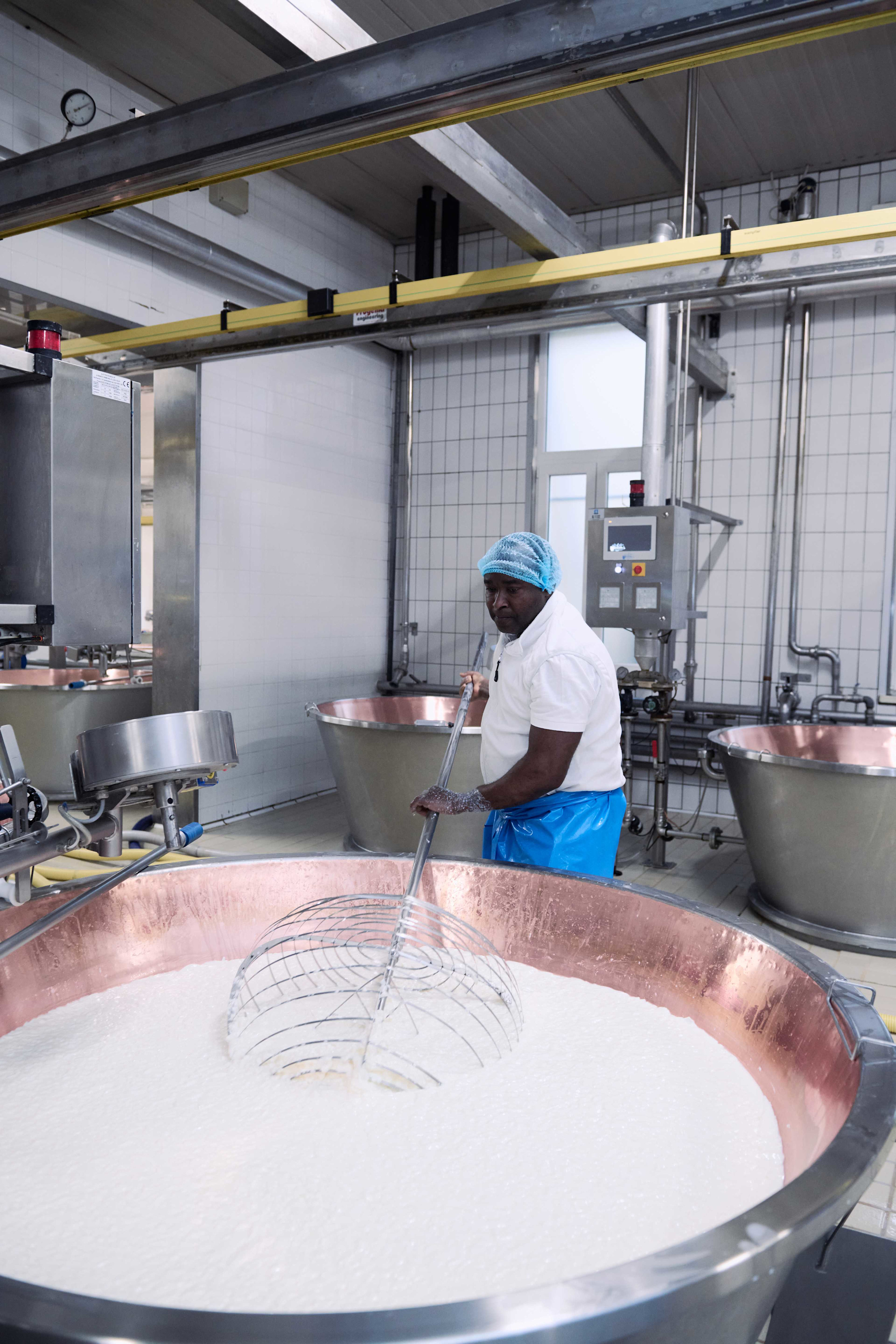 The cheesemaker uses a 'spino' to cut the slightly firm curd into even pieces.