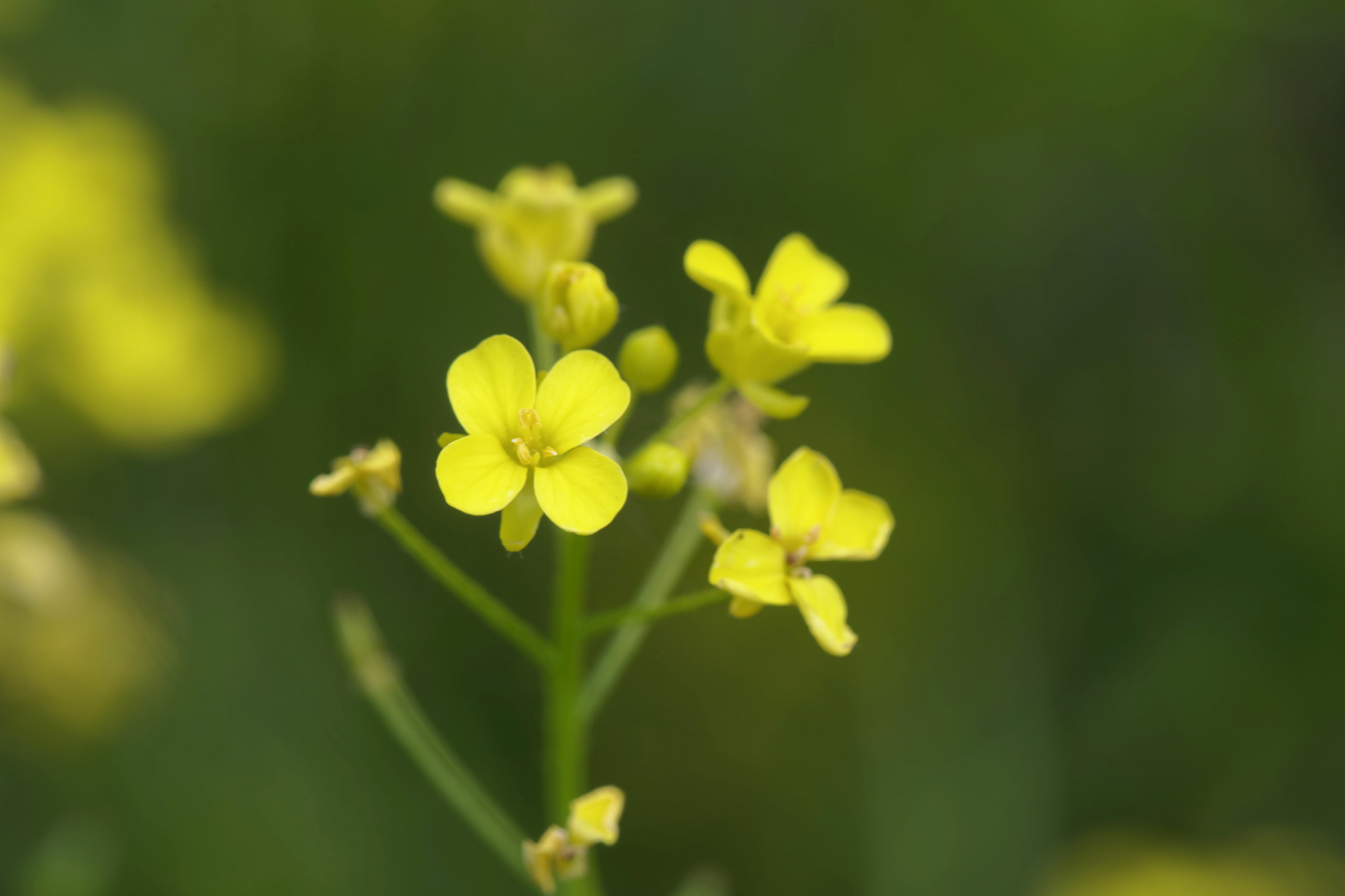 Roquette d’Orient (Bunias orientalis)