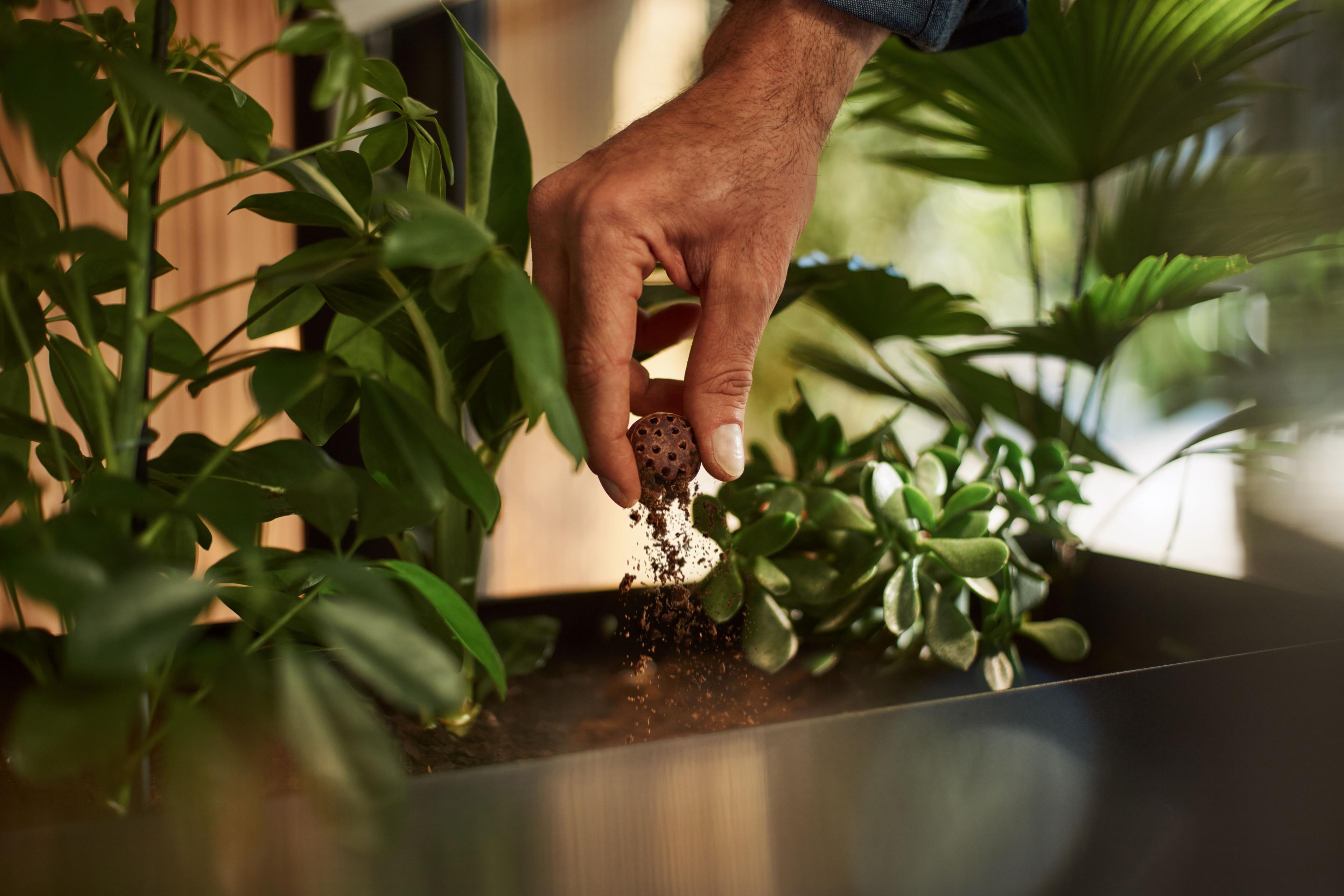 Eine Hand zerbröselt einen Coffee Ball in einer Pflanze.