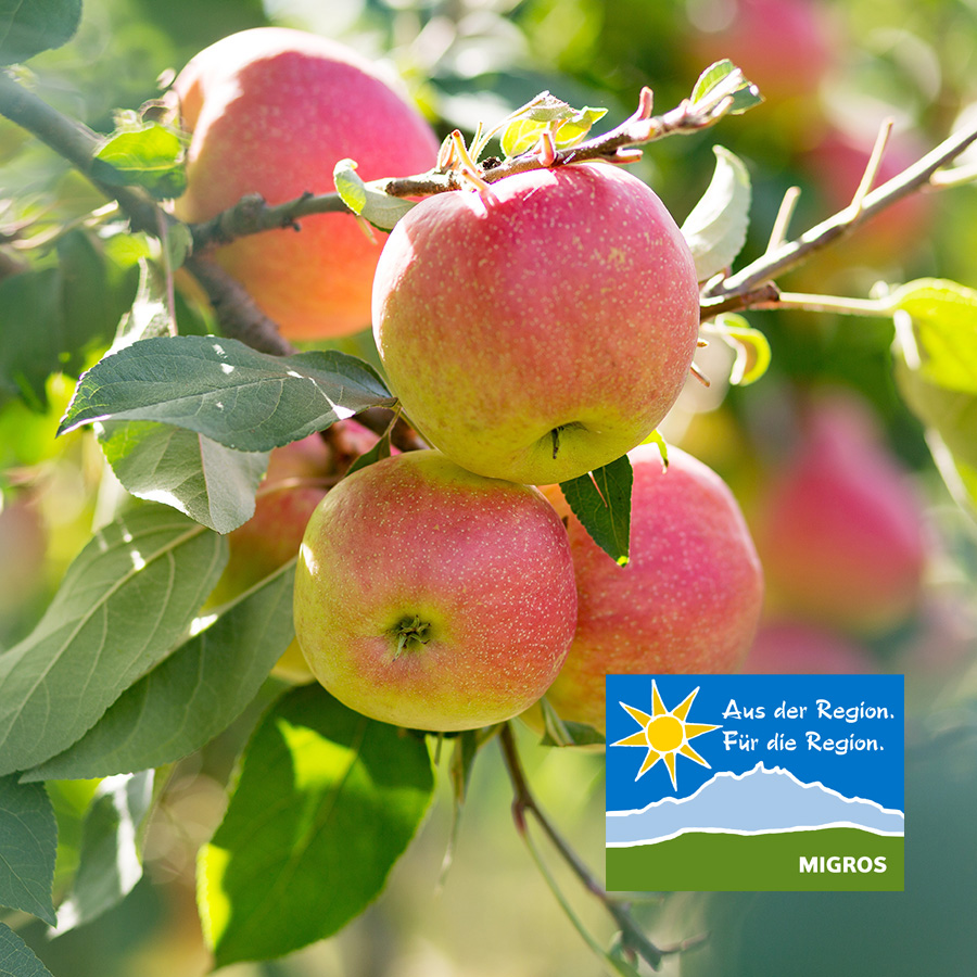 Ast eines Apfelbaumes mit roten Äpfeln