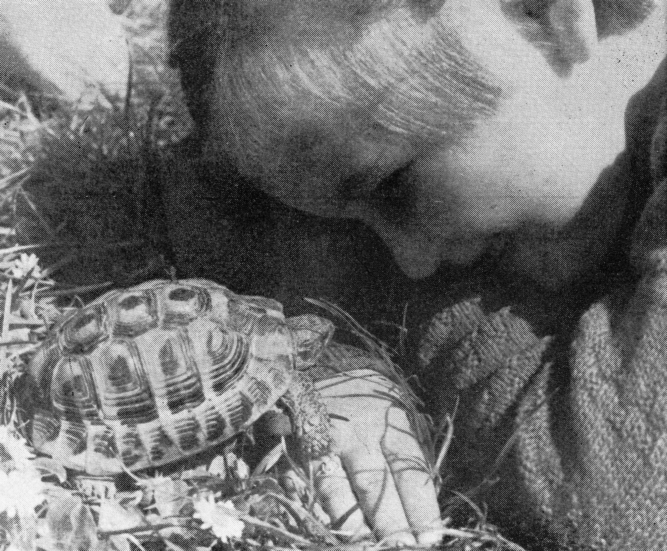 6-JB_1954_Schildkroete_Bild-a