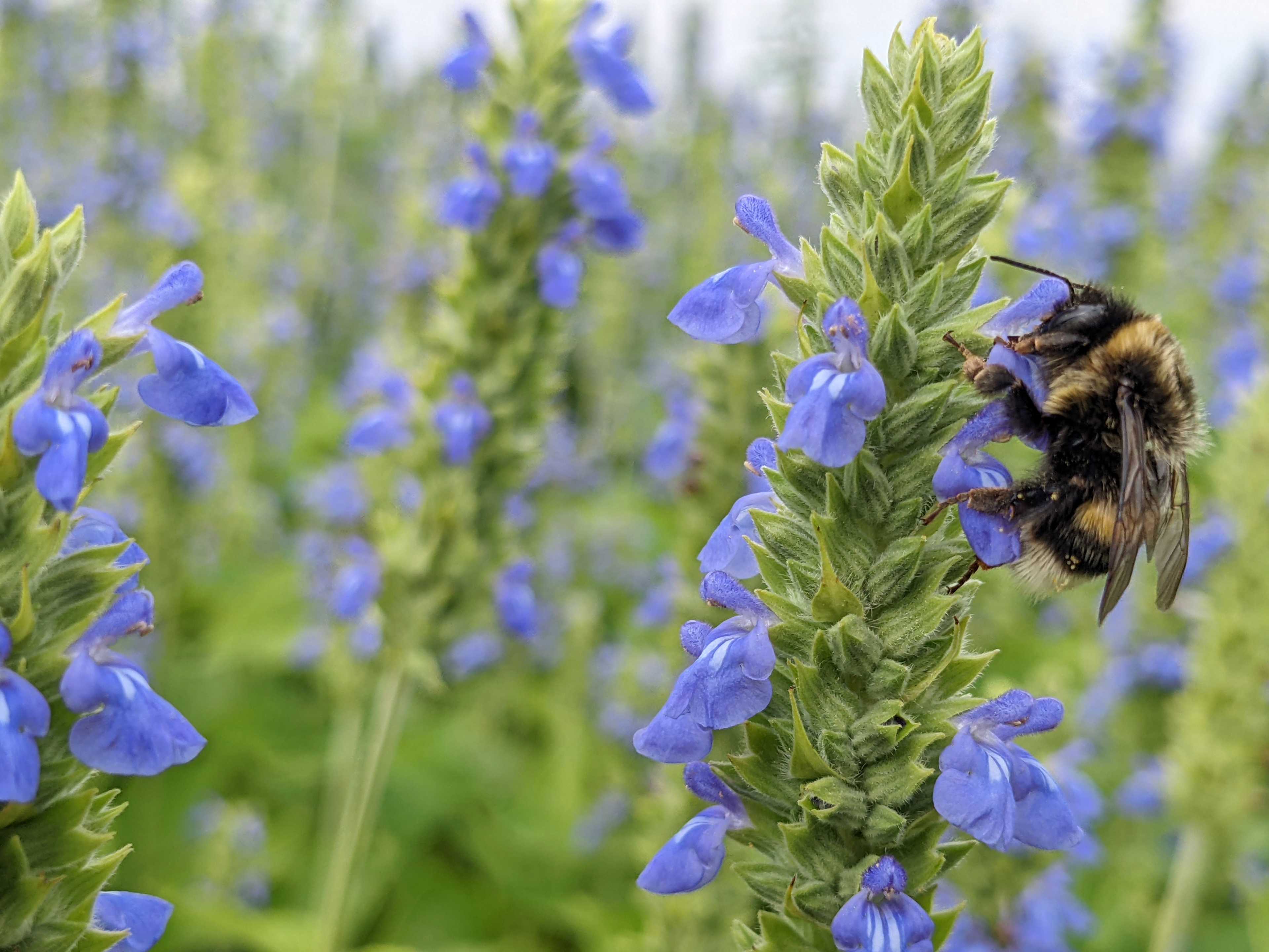 Un calabrone raccoglie il nettare da un fiore di chia viola.
