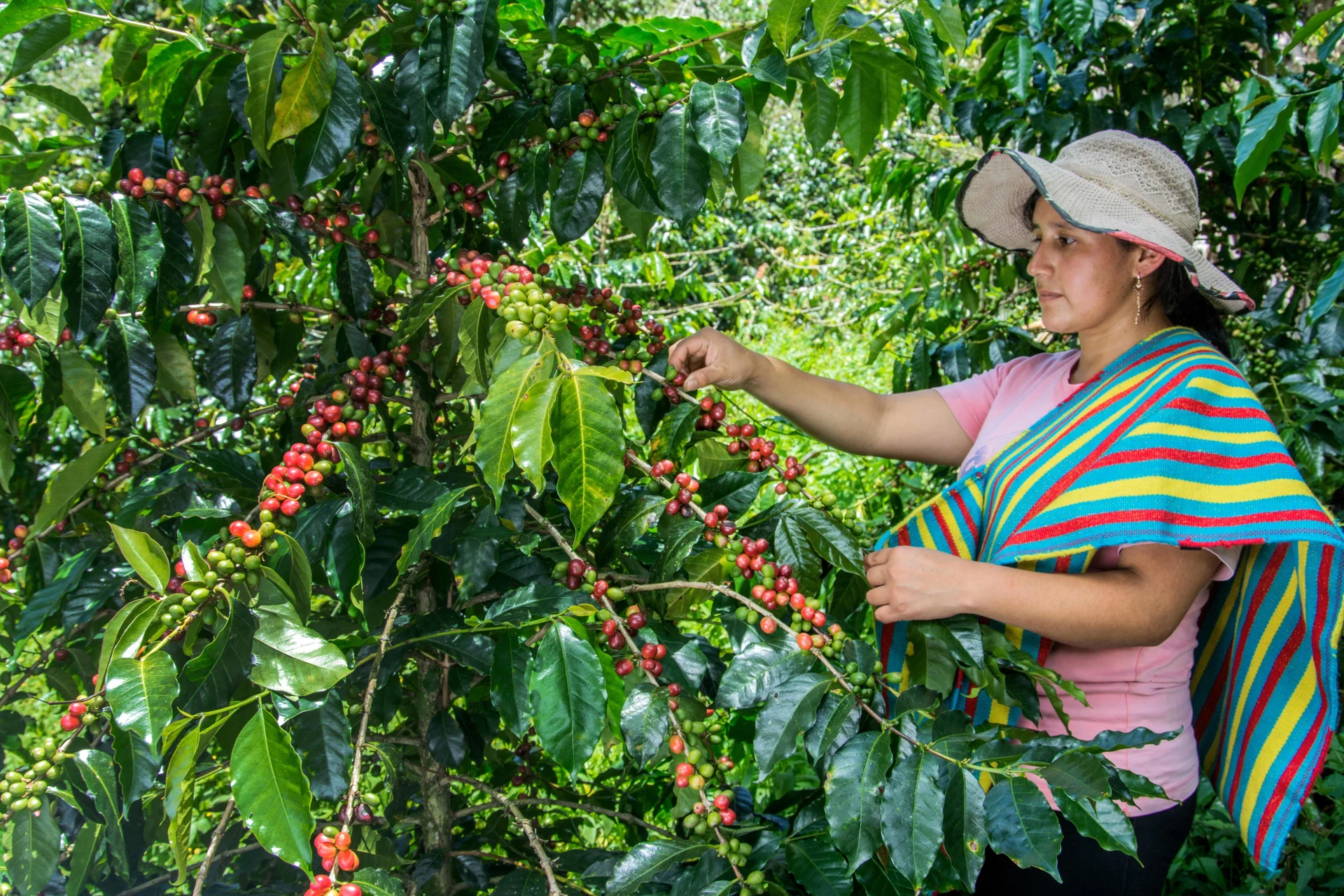 A coffee farmer picks coffee fruits.