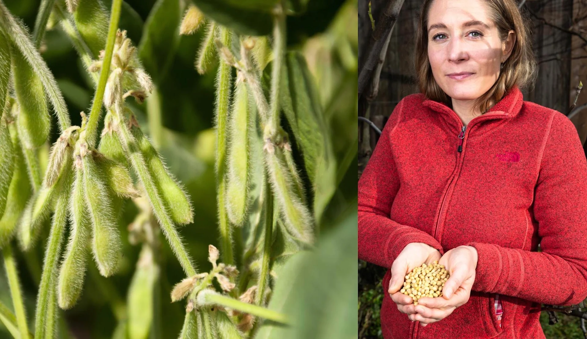 L’agricultrice Dominique Kramer montre les fèves qui ont poussé dans ses champs.