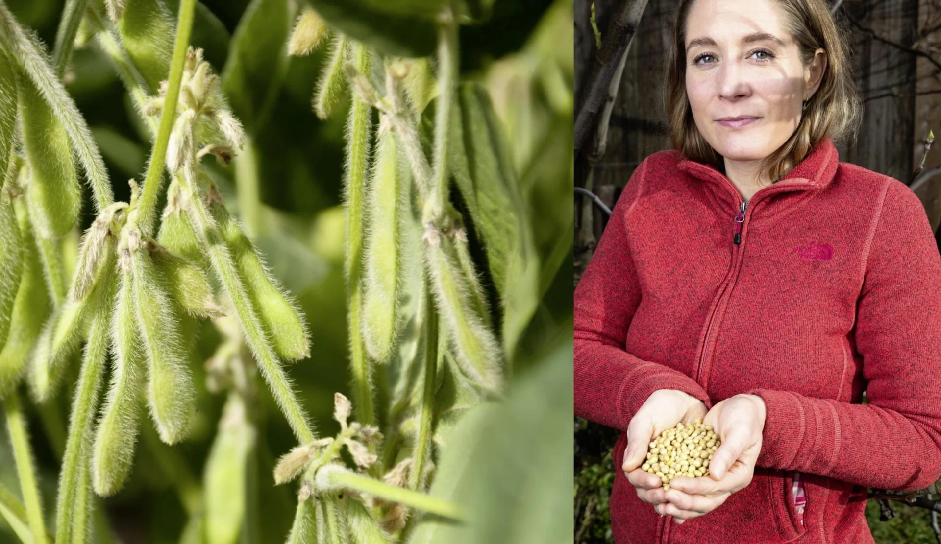 La contadina Dominique Kramer ha in mano dei fagioli di soia.