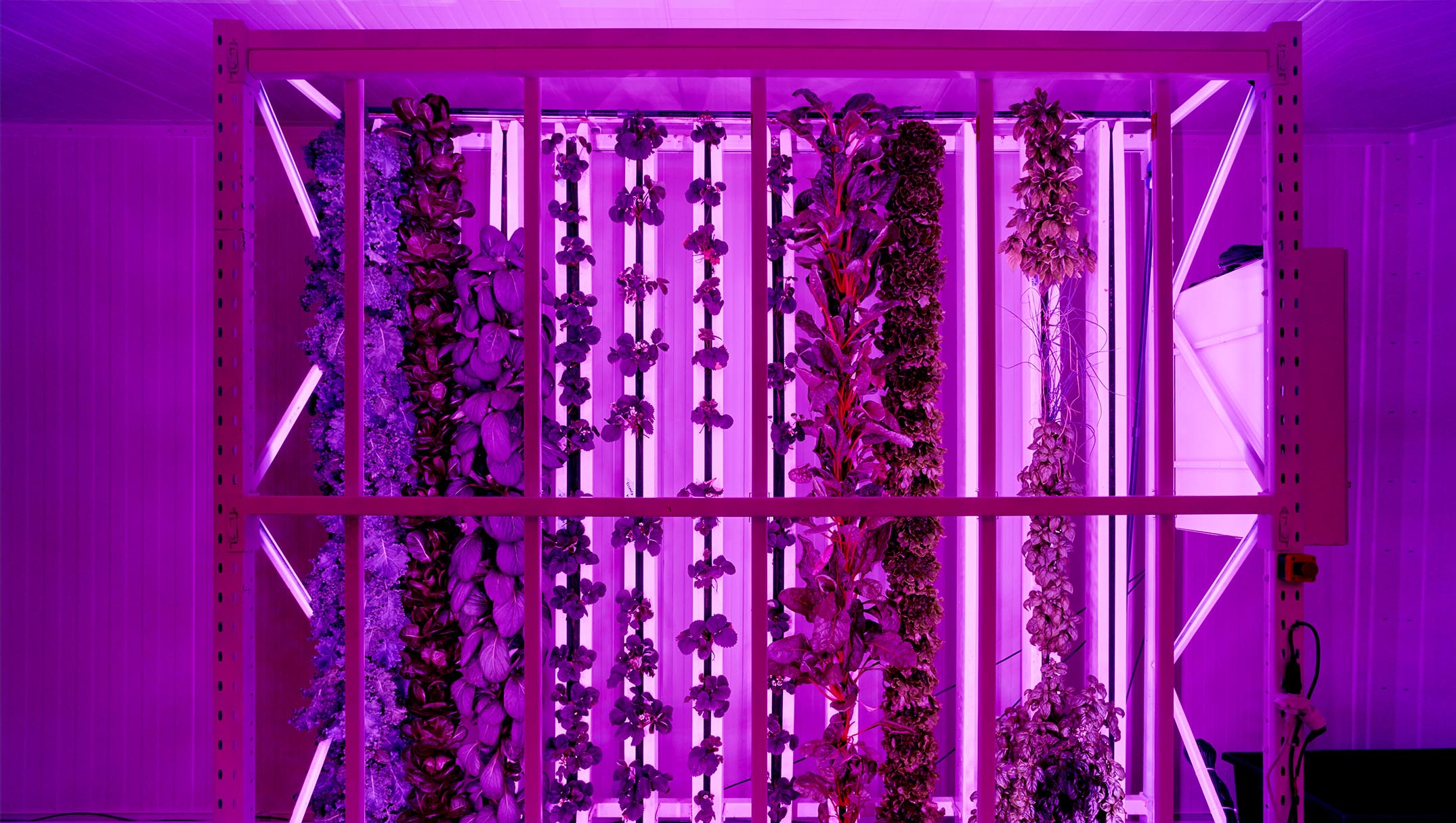 Growing vegetables bathed in red light