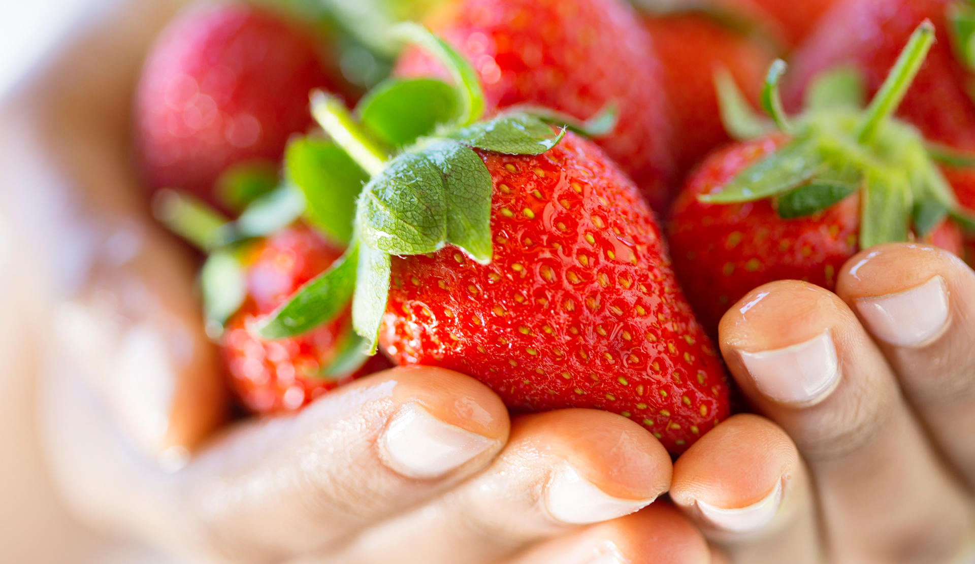 Two hands holding ripe red strawberries.