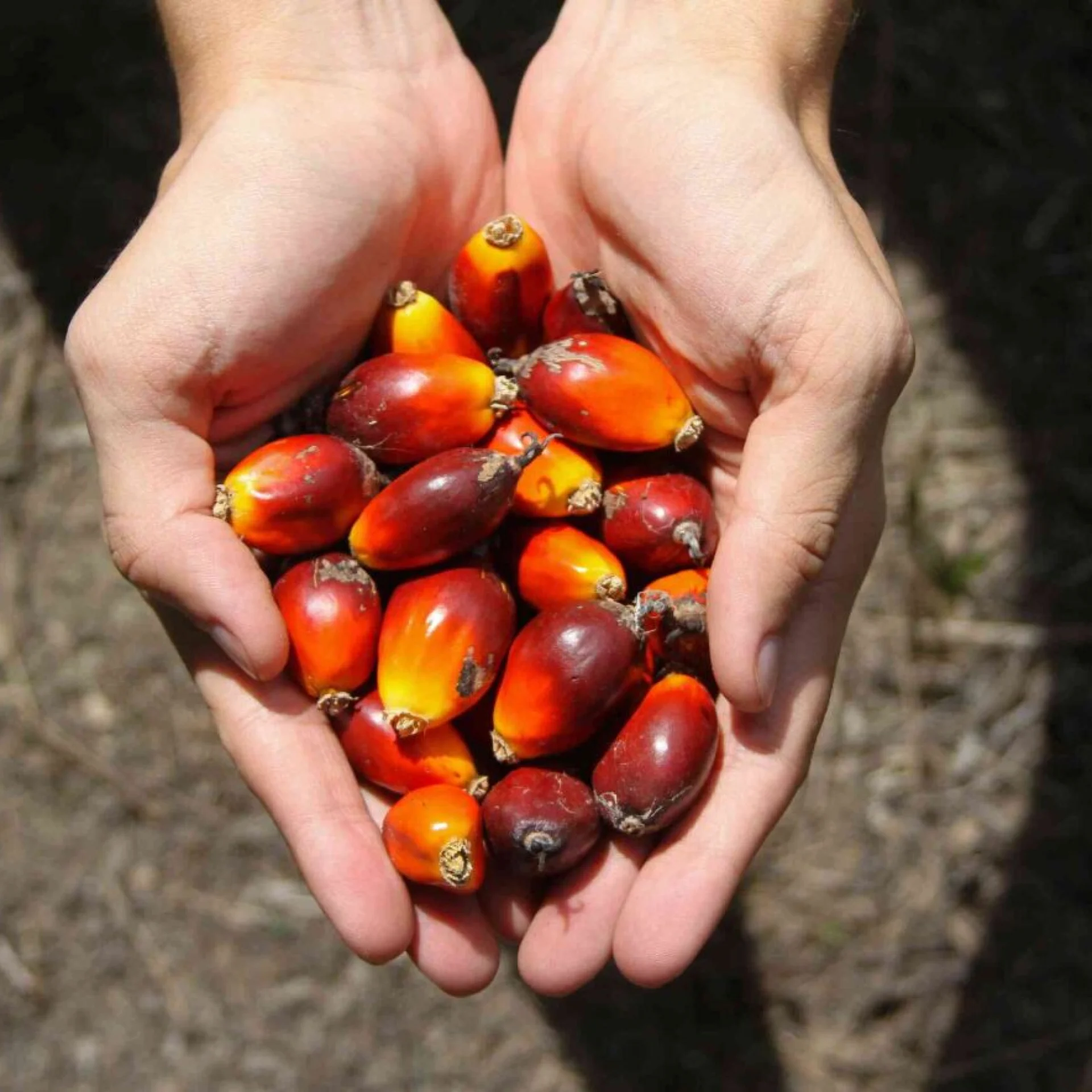 A handful of palm oil fruits
