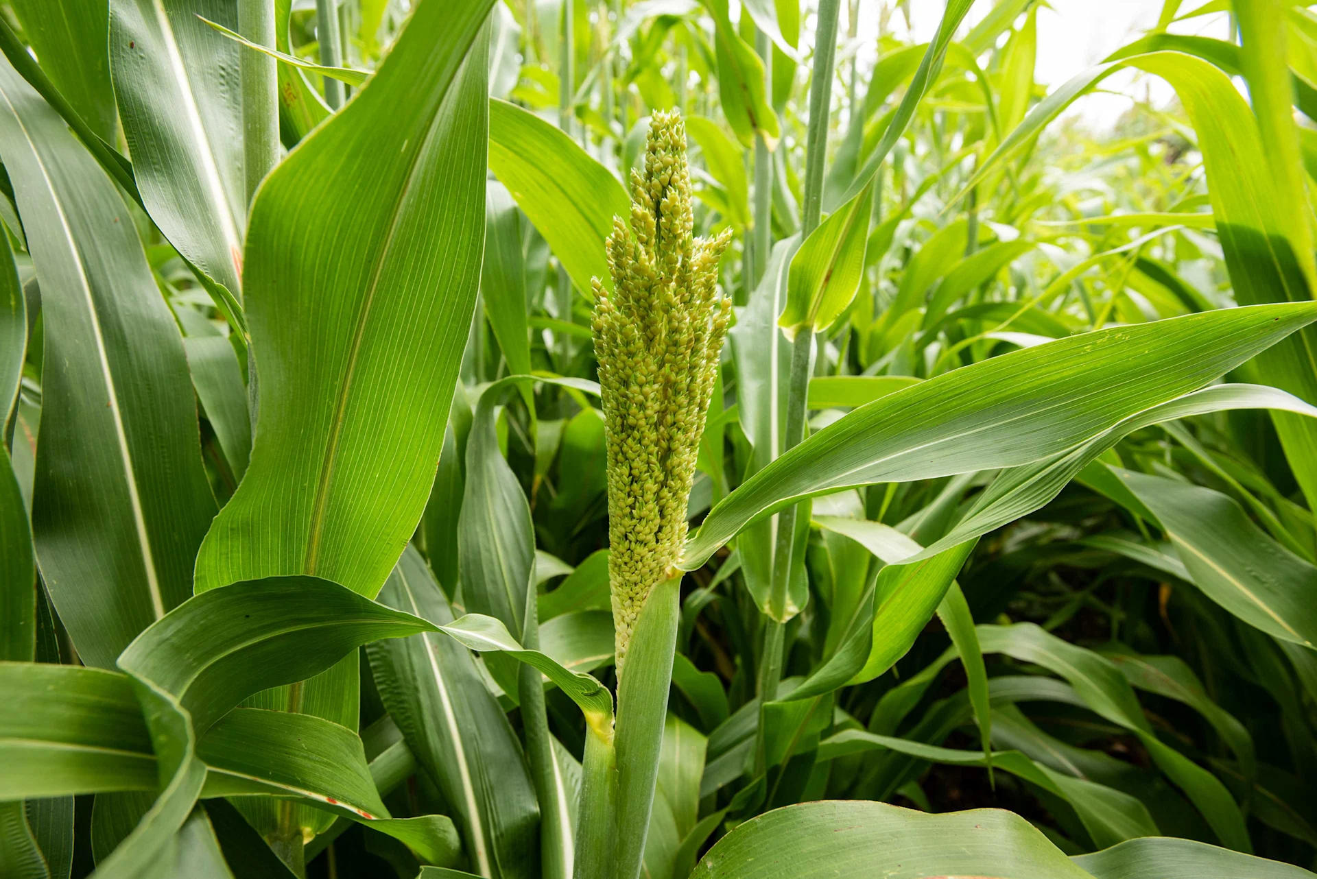Ein Blütenstängel der Pflanze Sorghum mitten in einem grünen Sorghum-Feld.