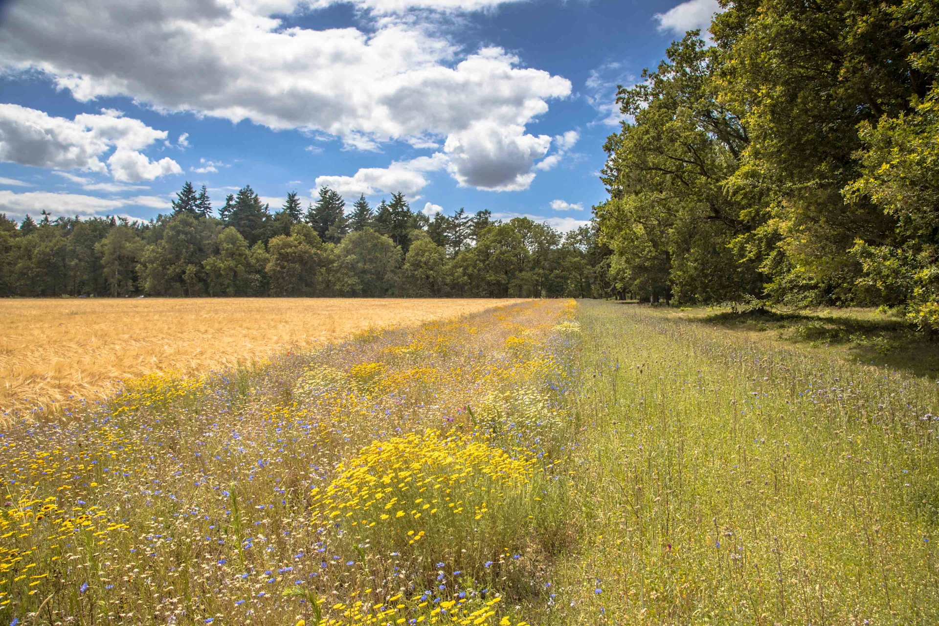 Prato di fiori selvatici ai margini del bosco