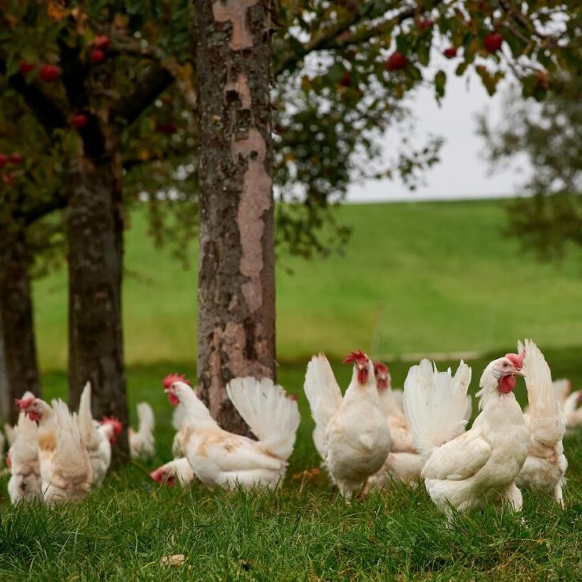 Hühner auf einer Weide