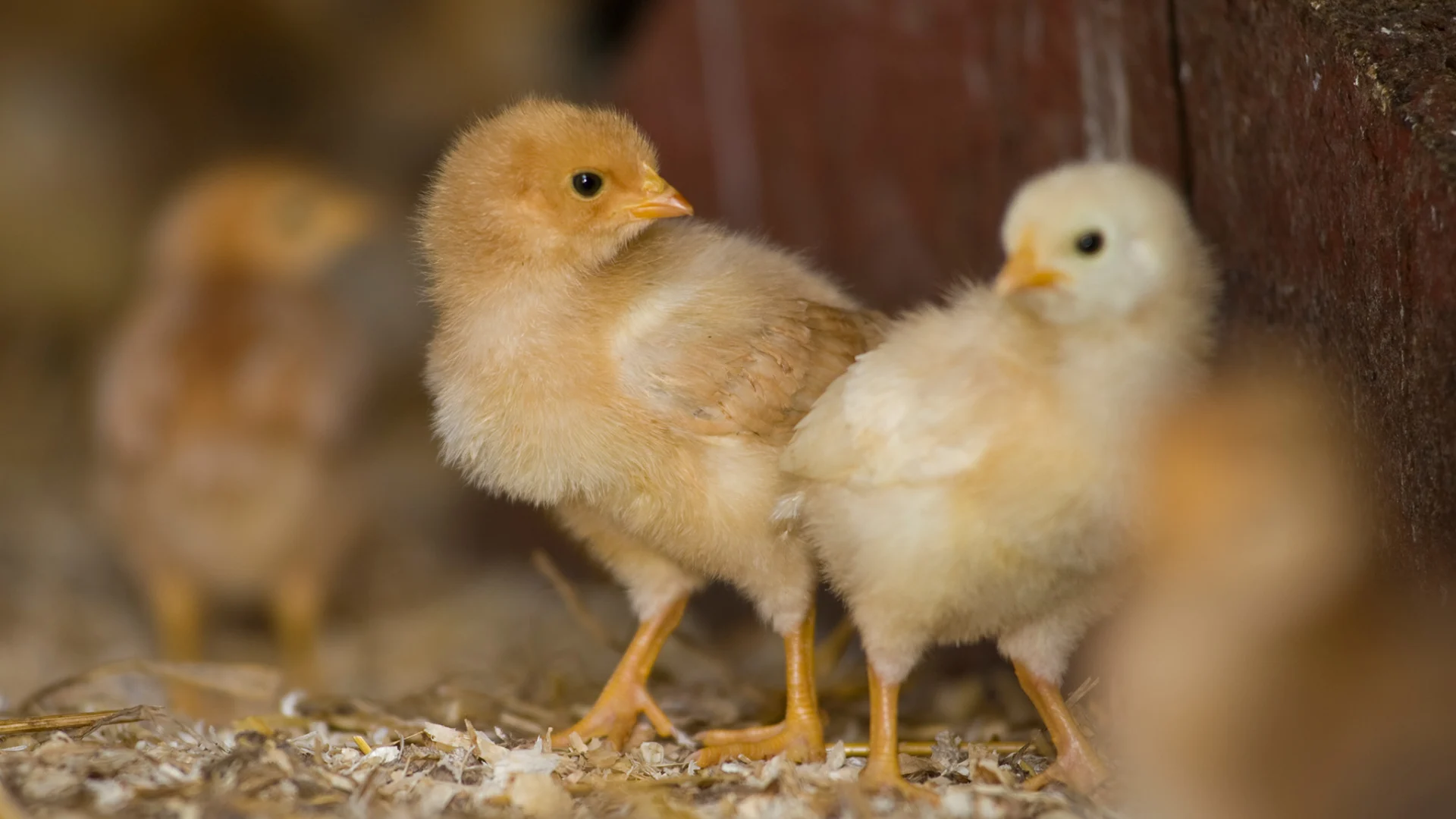 Two small chicks standing in straw.