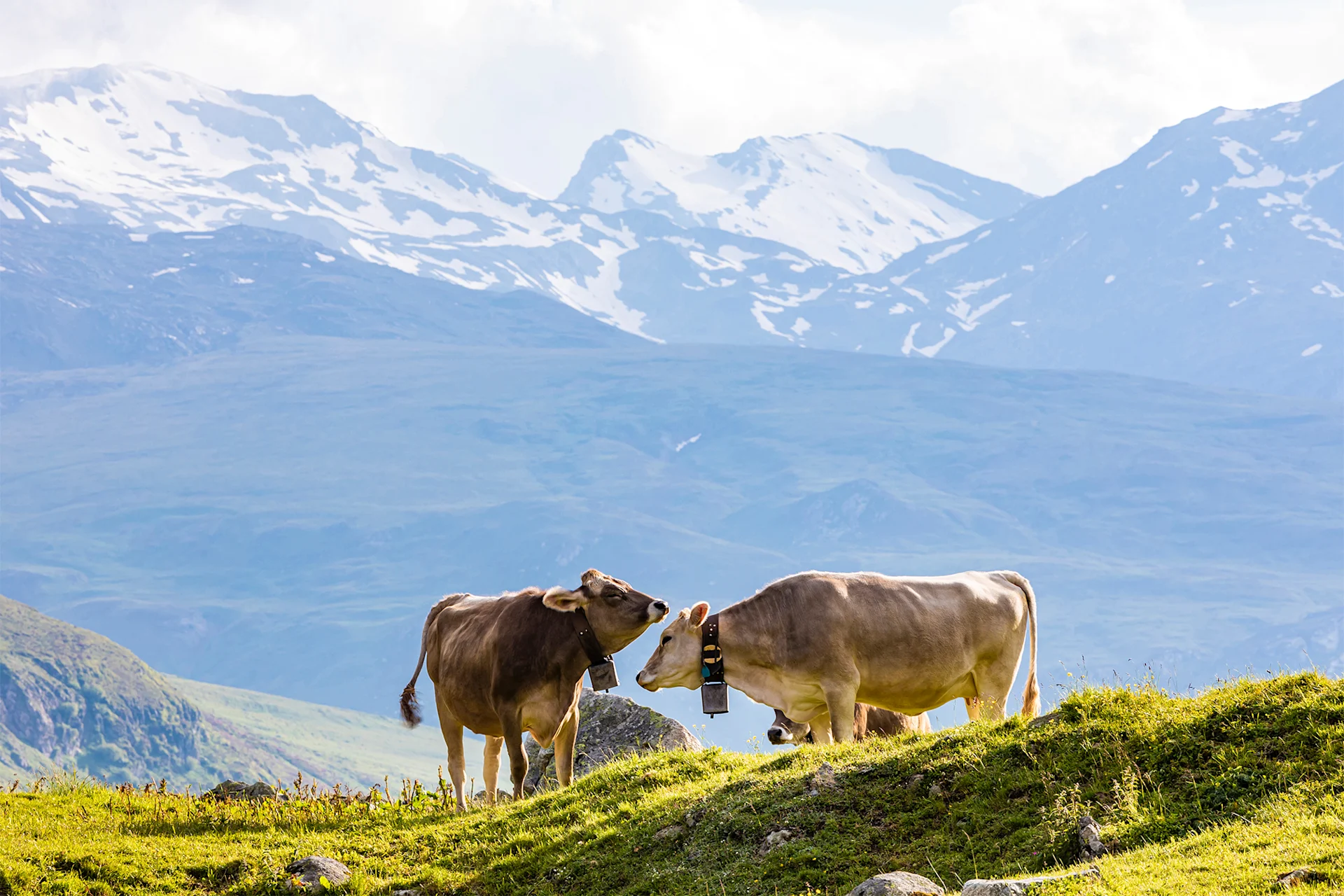 Deux vaches se rencontrent à l’alpage.