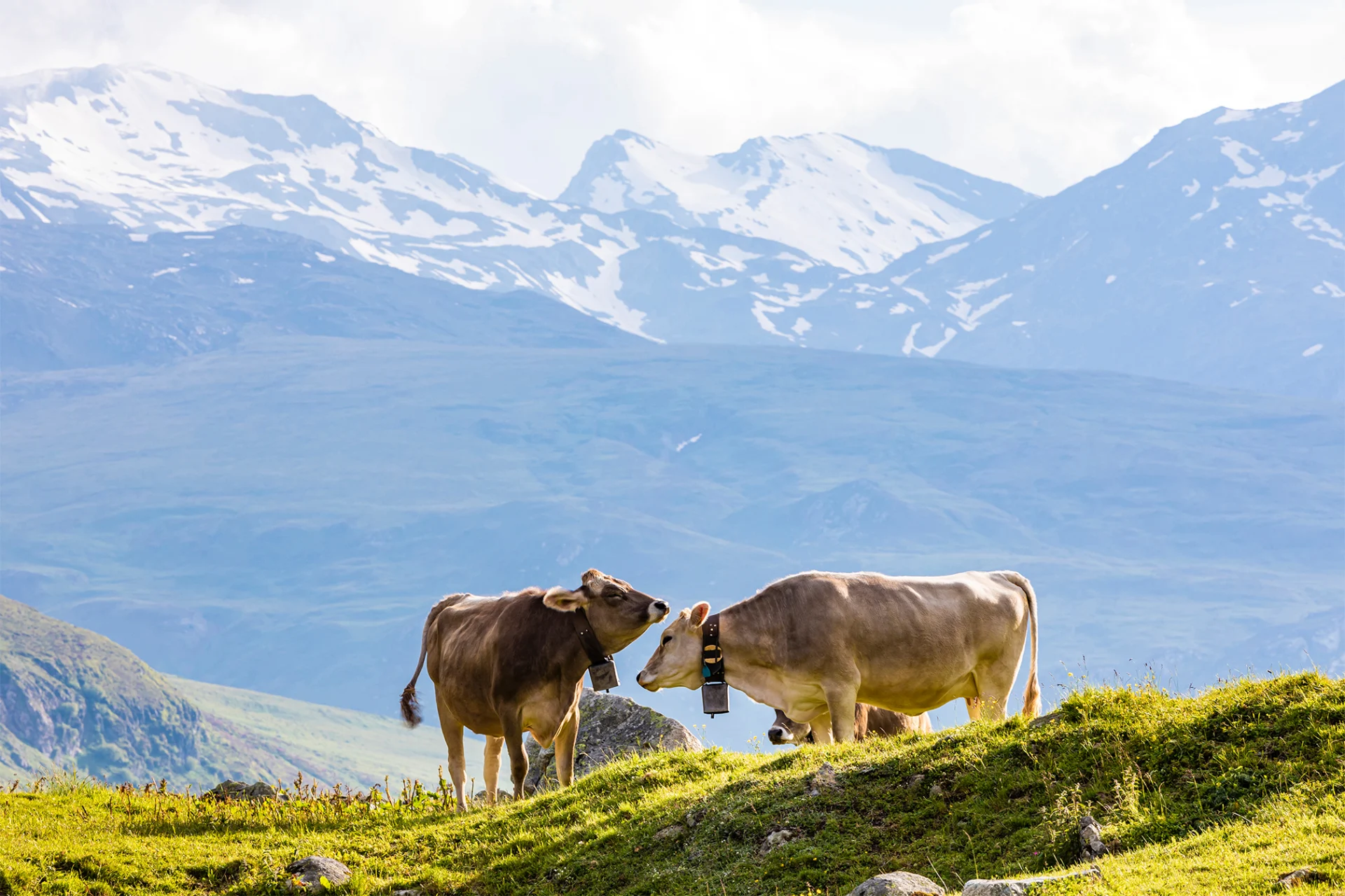 Zwei Kühe begegnen sich auf einer Alp.
