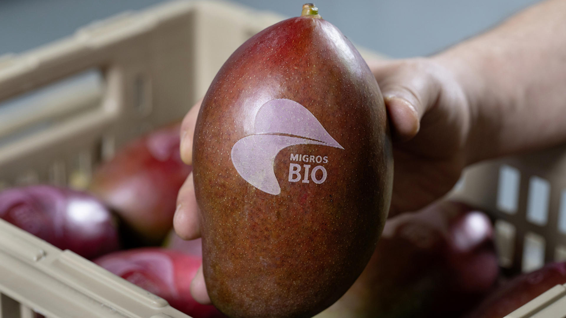 A hand holds a mango on which «Migros Organic» has been engraved with a laser.