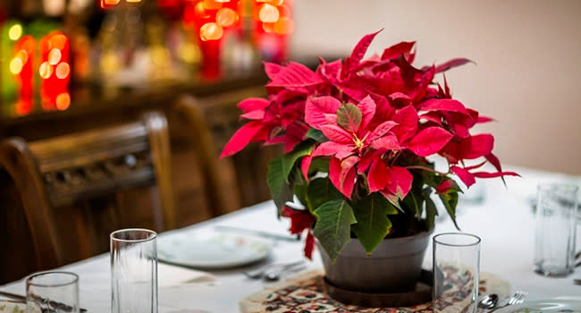 Eine Weihnachtsstern-Pflanze in einem Topf auf einem gedeckten Tisch
