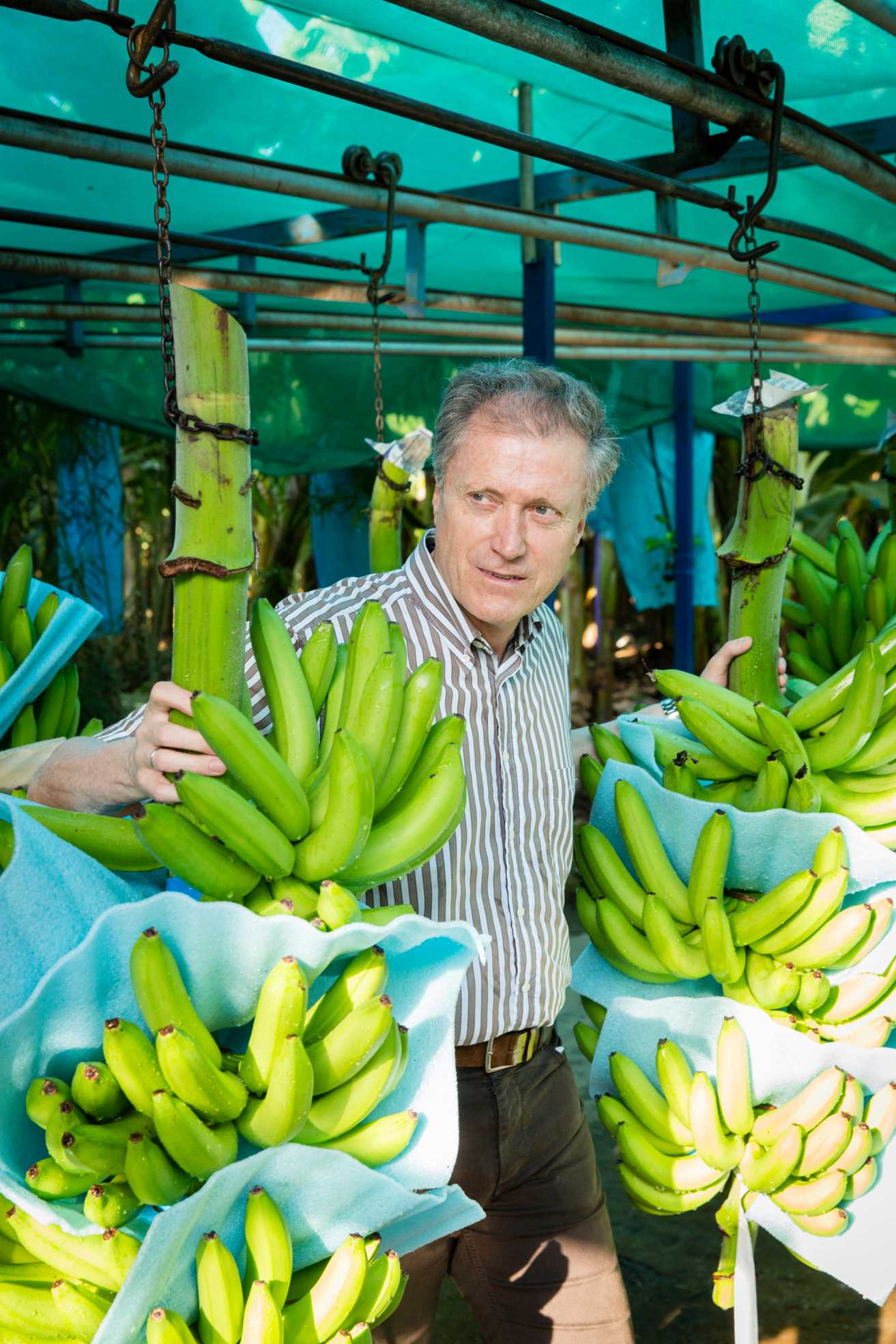 Herbert Bolliger entre deux tiges de bananiers vertes.