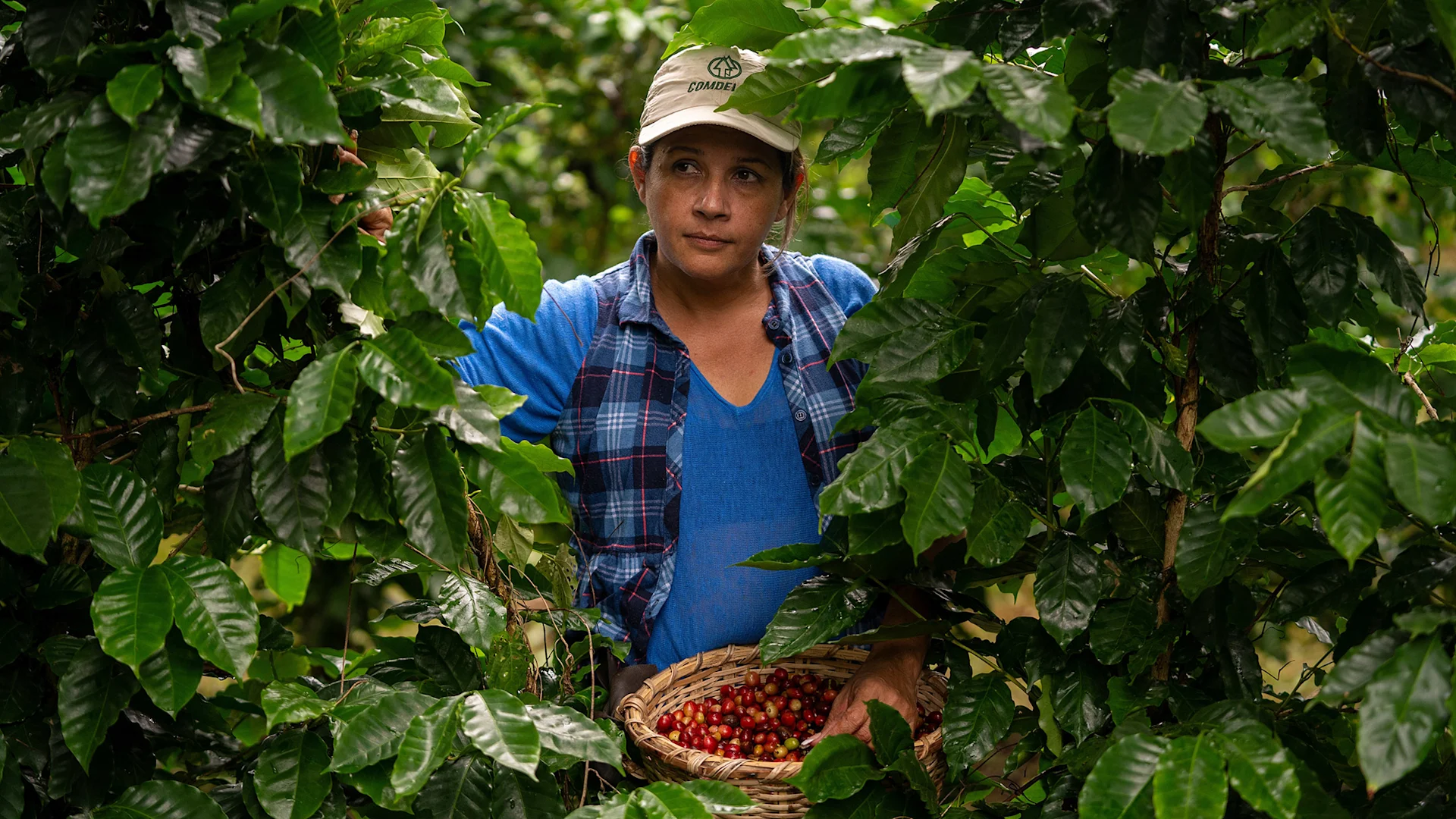 Producteur de café au Honduras