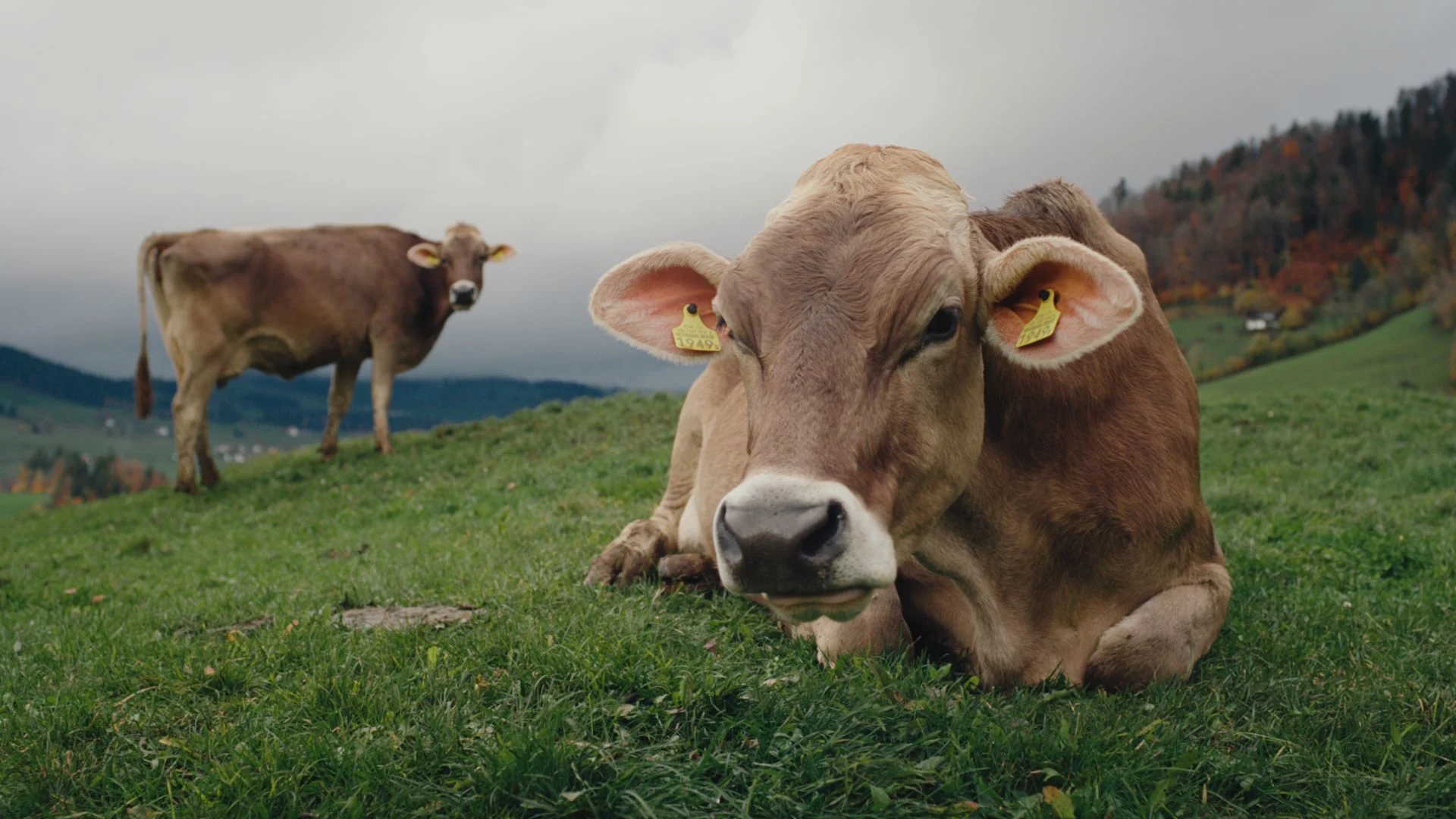 A cow in a pasture looks closely at the camera