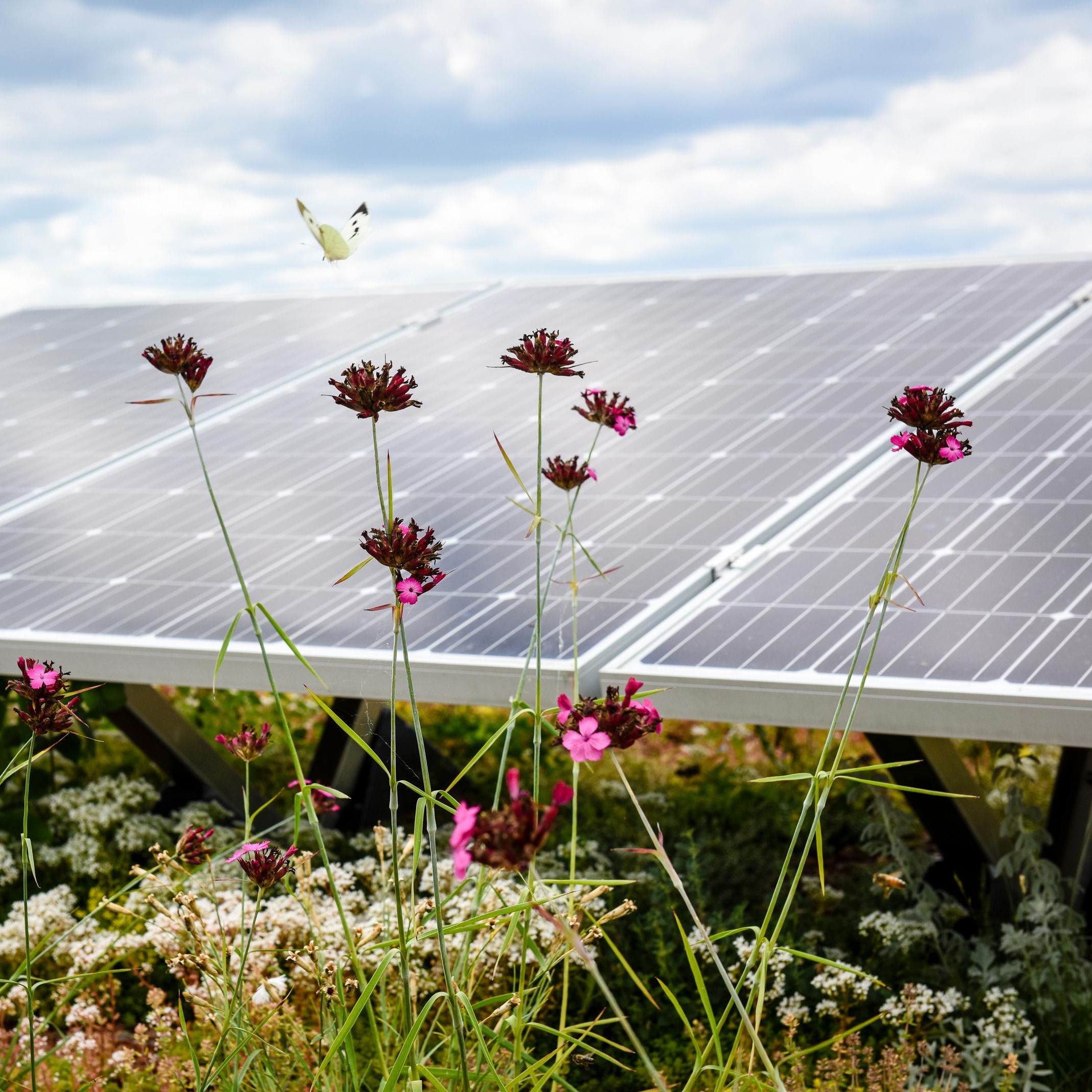 Un impianto fotovoltaico che si scaglia su un cielo azzurro.