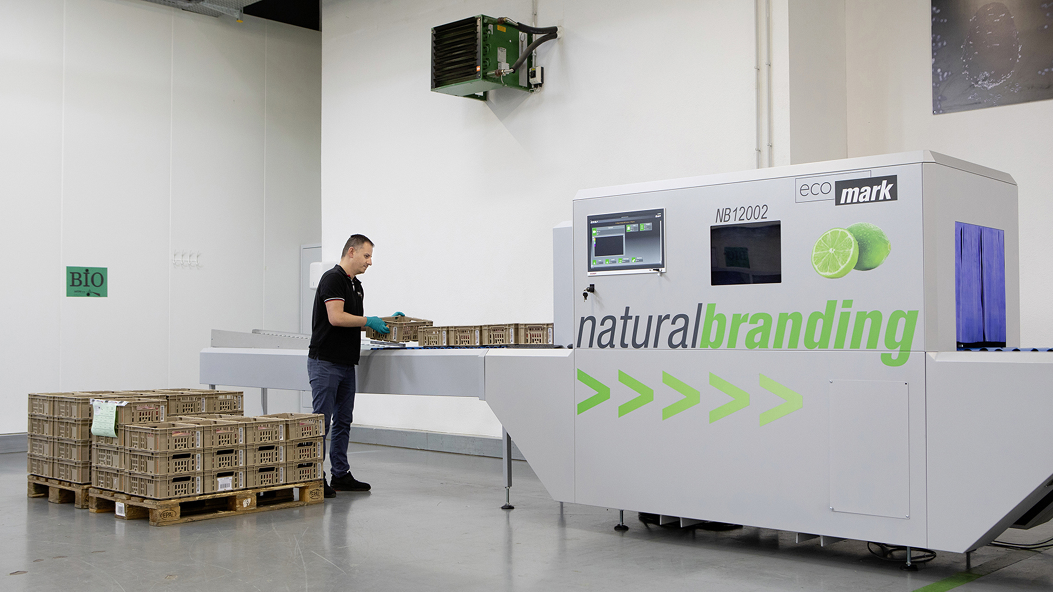 Satori employee Valon Morina feeds the tattoo machine with containers, each loaded with eight mangoes.