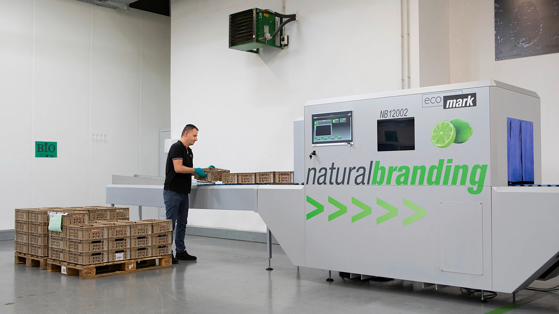 Le collaborateur Satori Valon Morina approvisionne la machine de tatouage avec des caisses. Le collaborateur Satori Valon Morina approvisionne la machine de tatouage avec des caisses comportant chacune huit mangues.