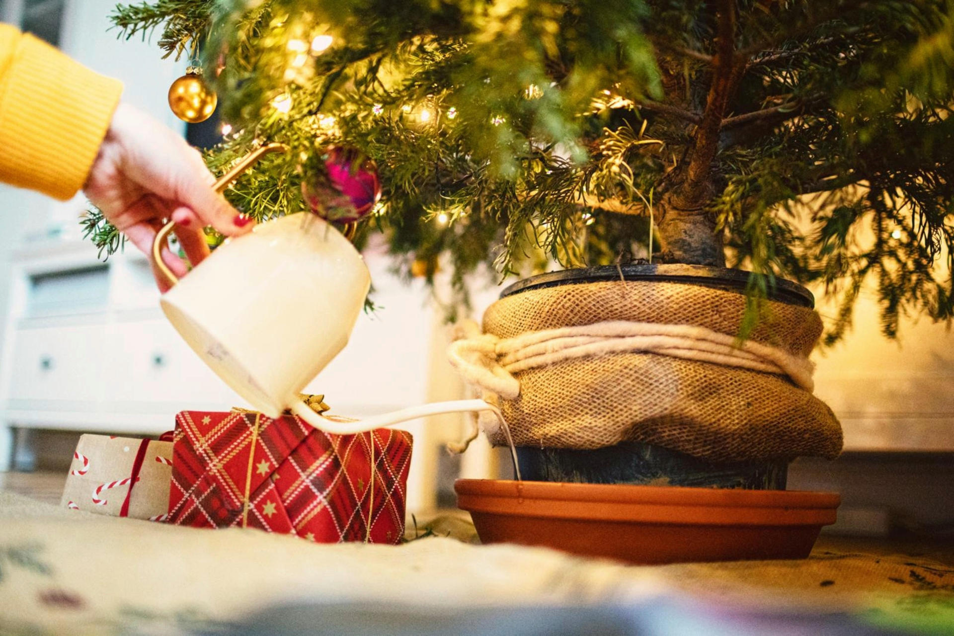 Eine Hand hält eine Giesskanne in der Hand und giesst einen Weihnachtsbaum