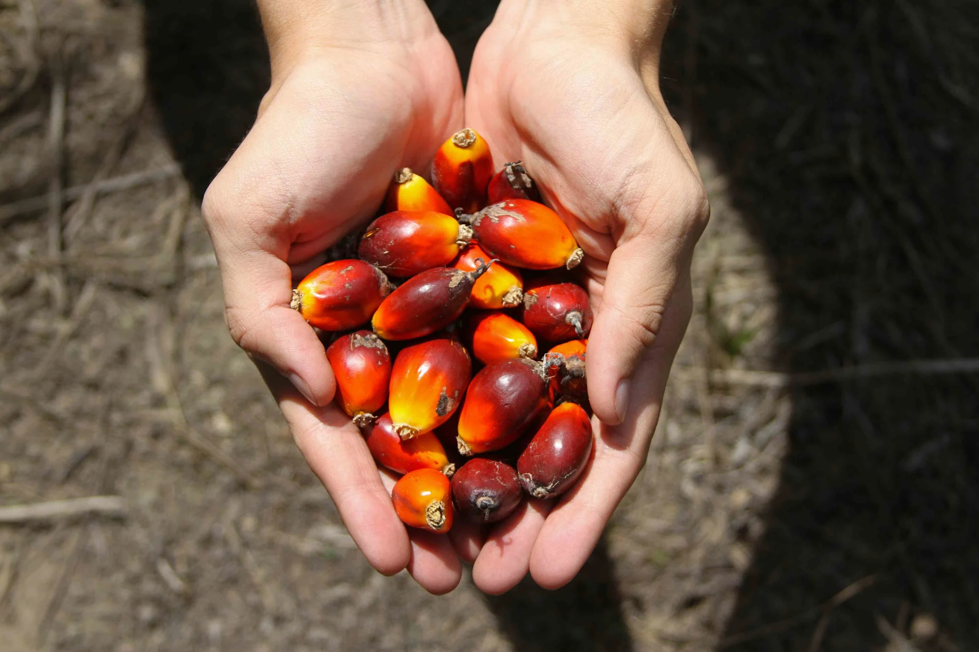 Frutti di palma da olio di palma