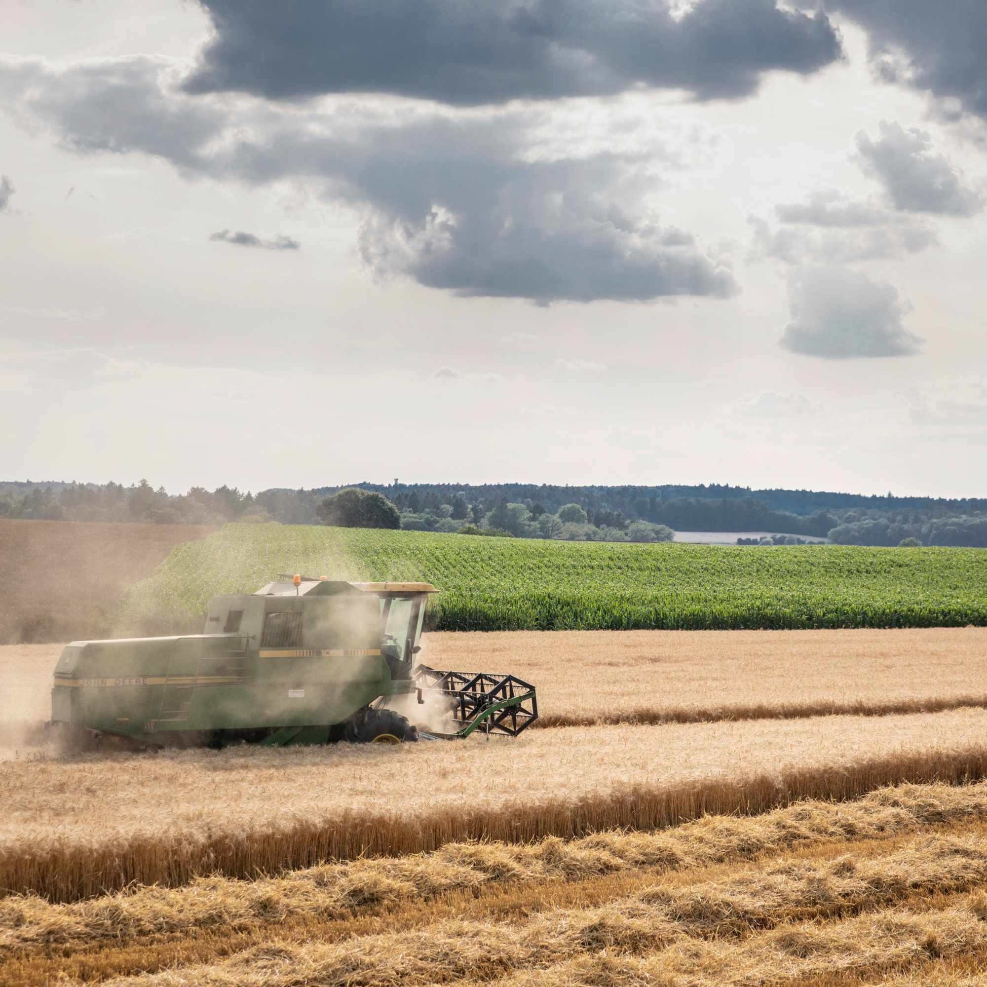 Mietitrebbia durante la raccolta del grano