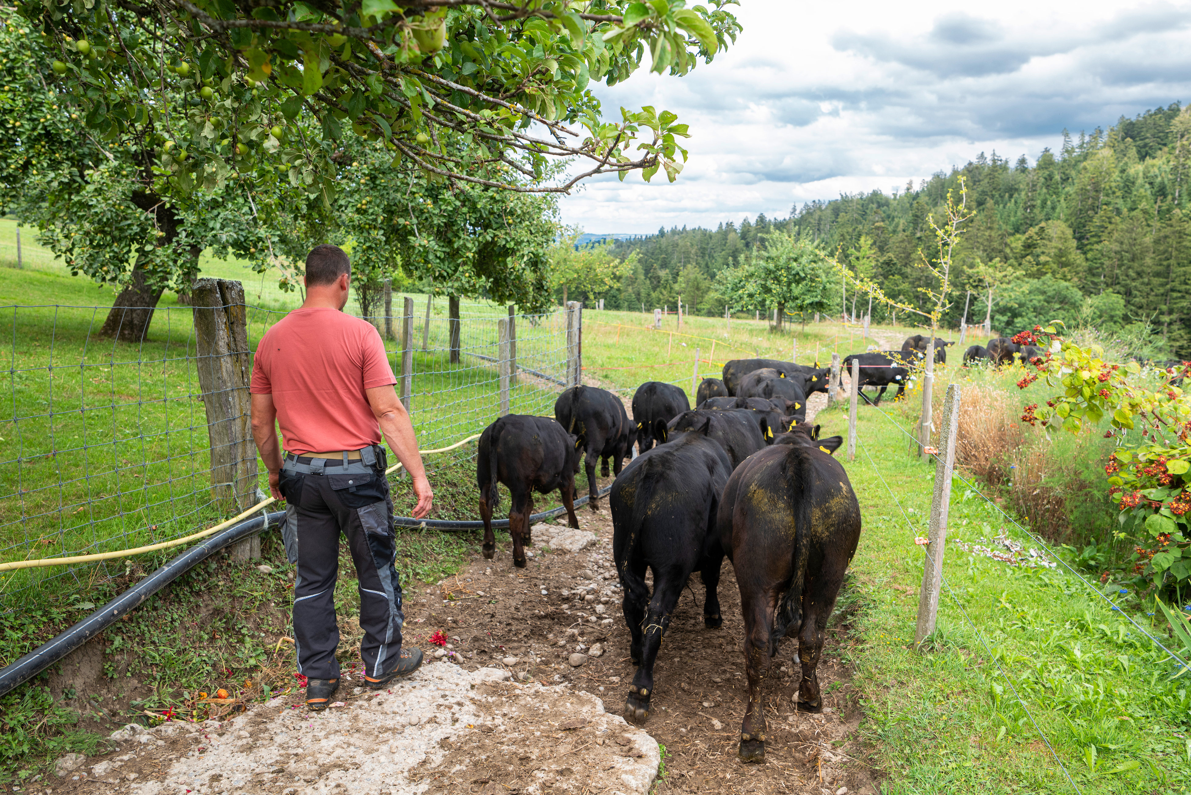Die Tiere gehen zur Weide.
