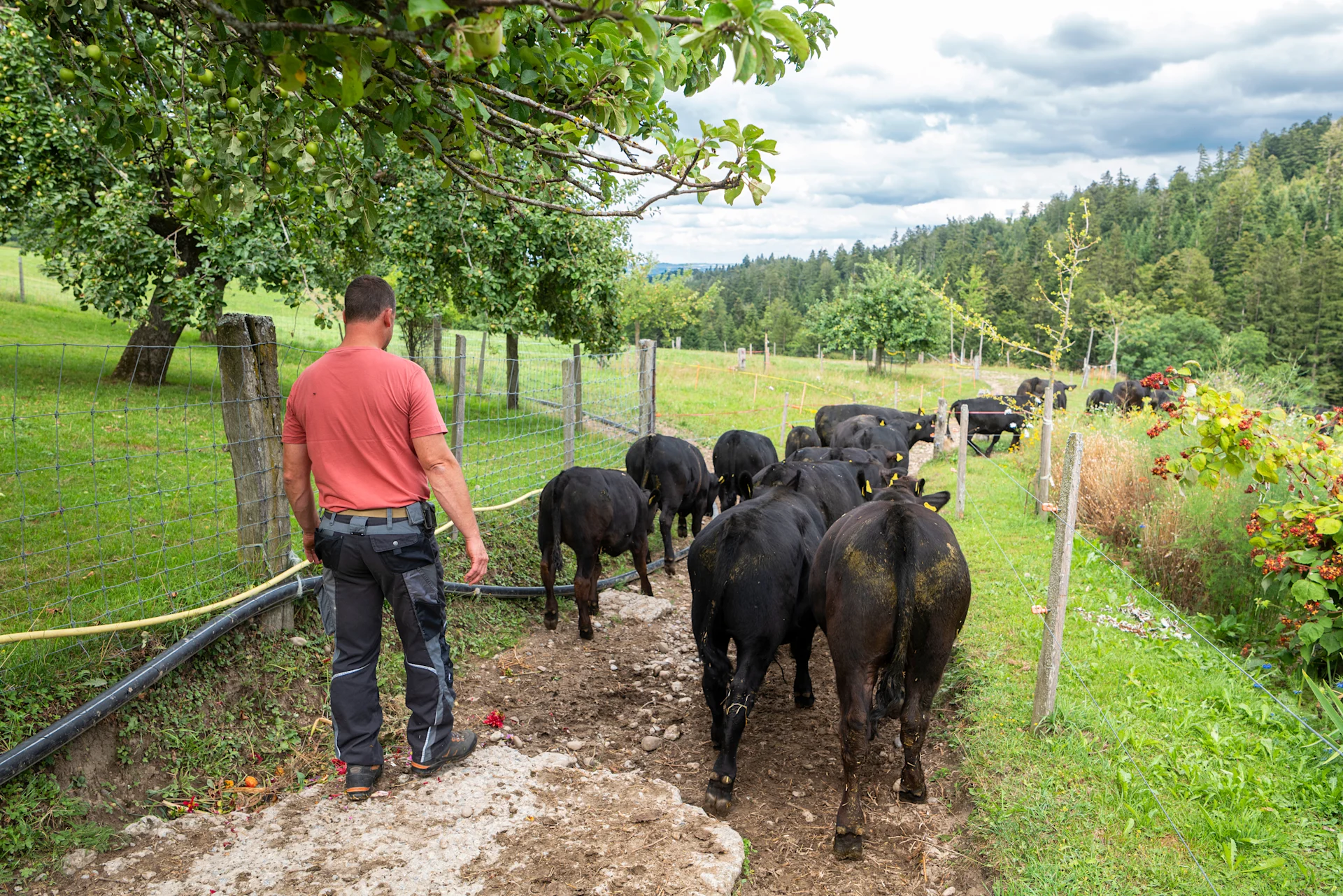 Die Tiere gehen zur Weide.