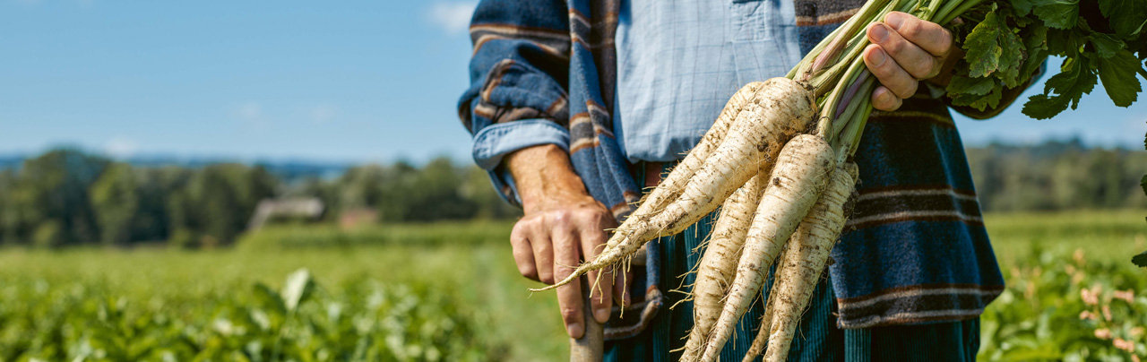 Person auf einem Feld, die frisch geerntete weisse Rüben mit Grün in der Hand hält, im Hintergrund eine grüne Landschaft unter blauem Himmel.