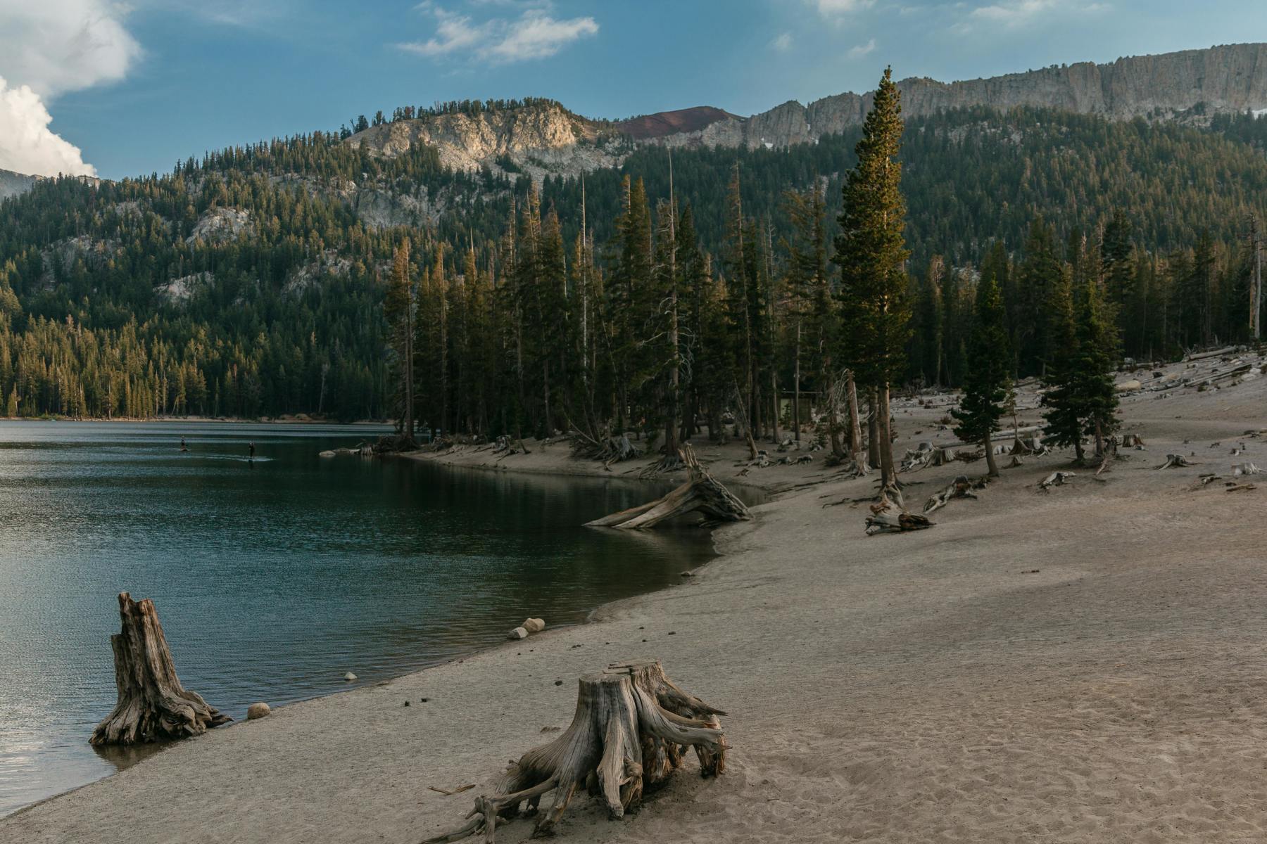 Lake Surrounded by Pine Trees