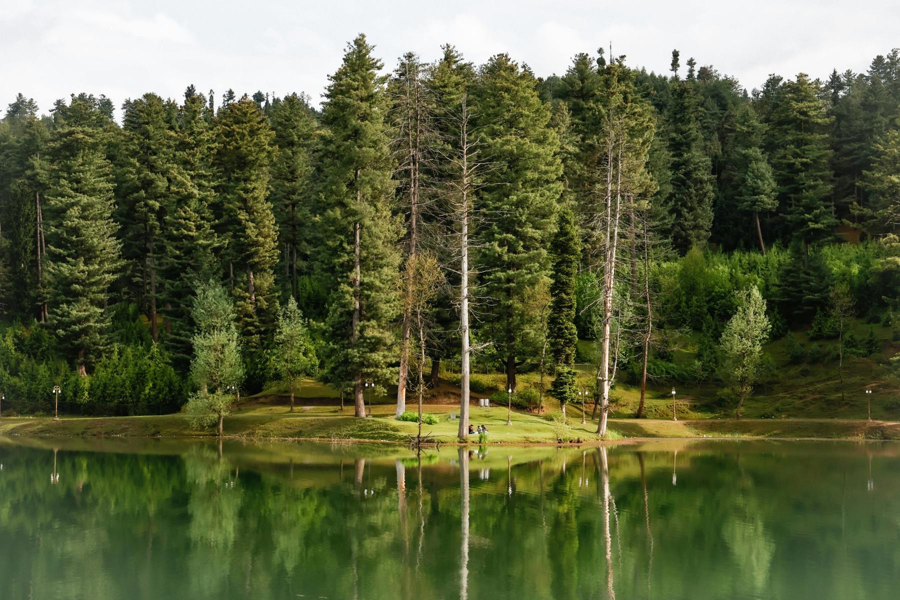 Pine Trees Reflecting in a Lake