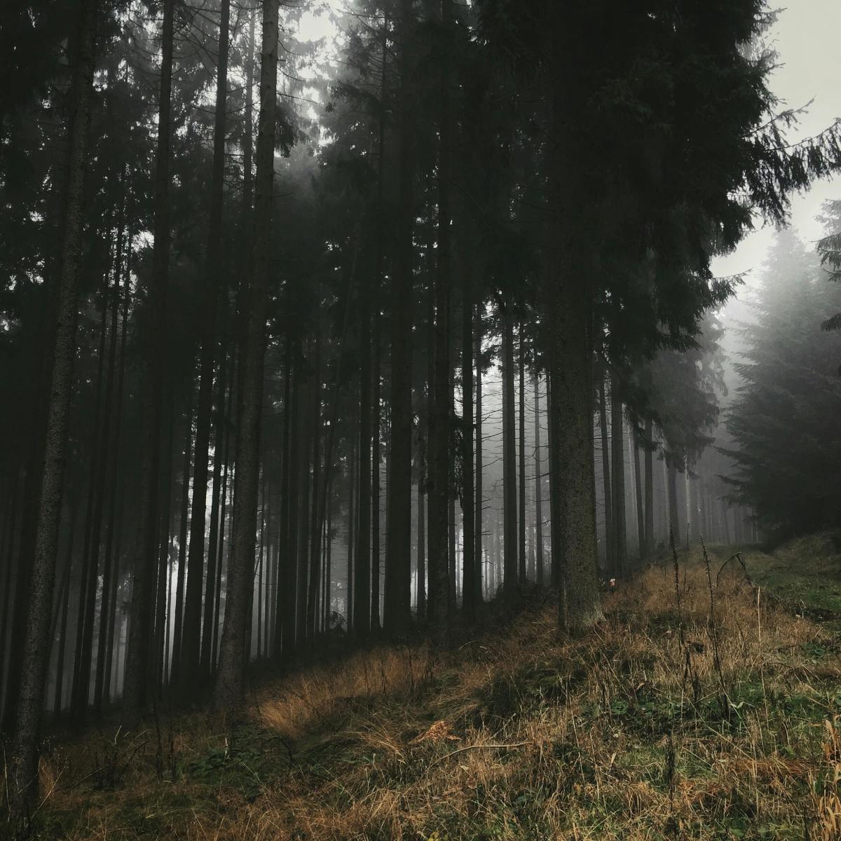 Foggy Woods