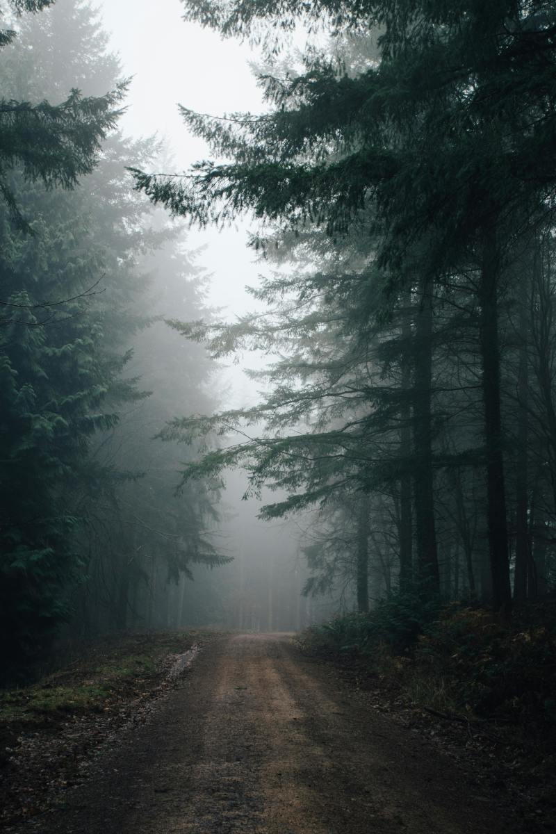 photo of Dirt Road Between Green Trees