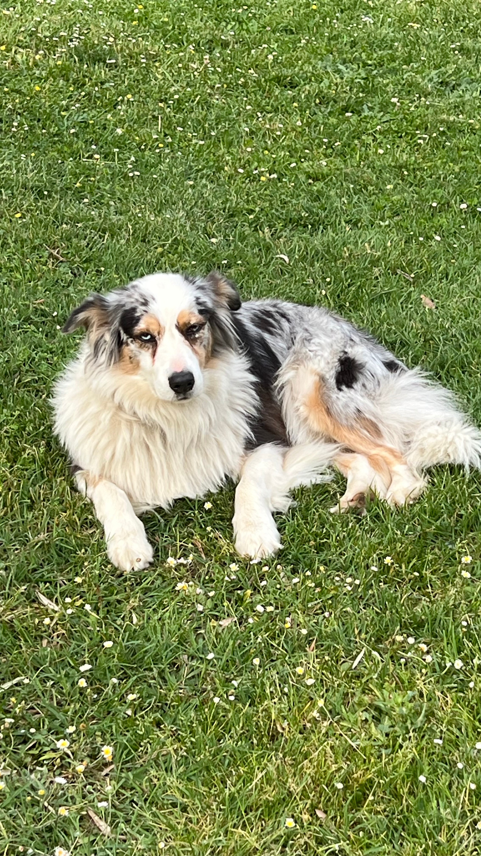 Gite PictureDog friendly