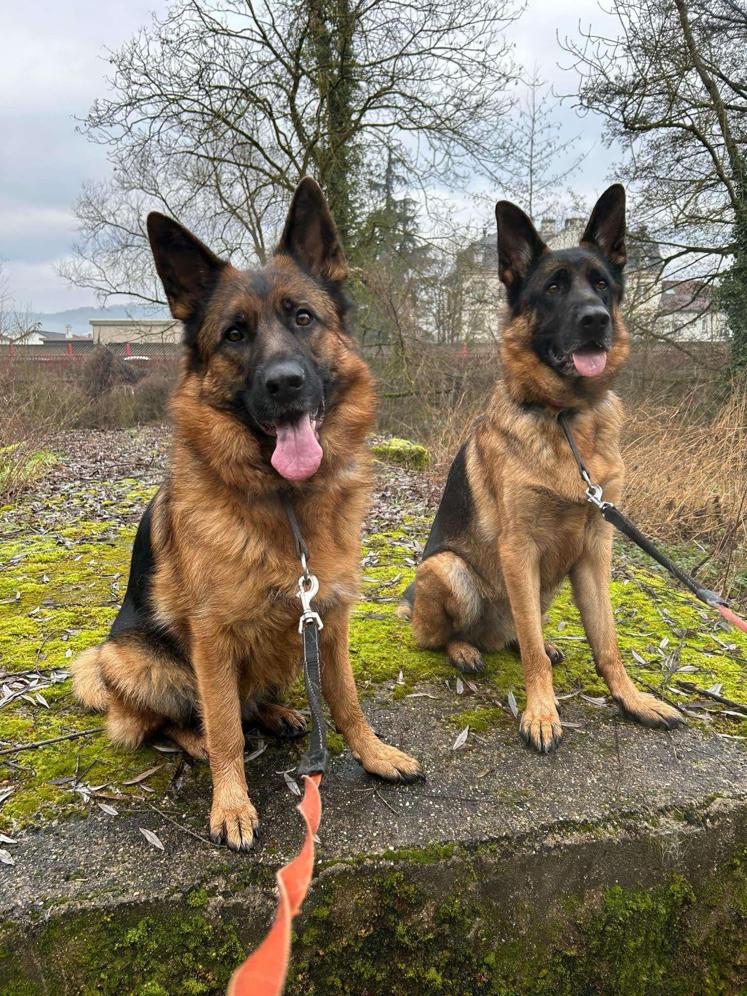 Gite PictureDog friendly