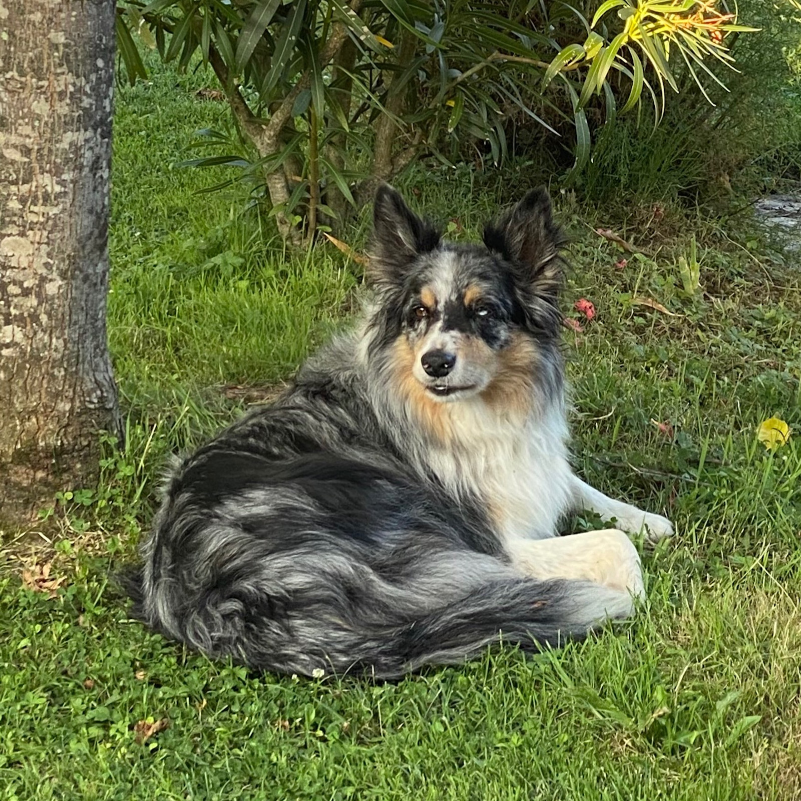 Gite PictureDog friendly