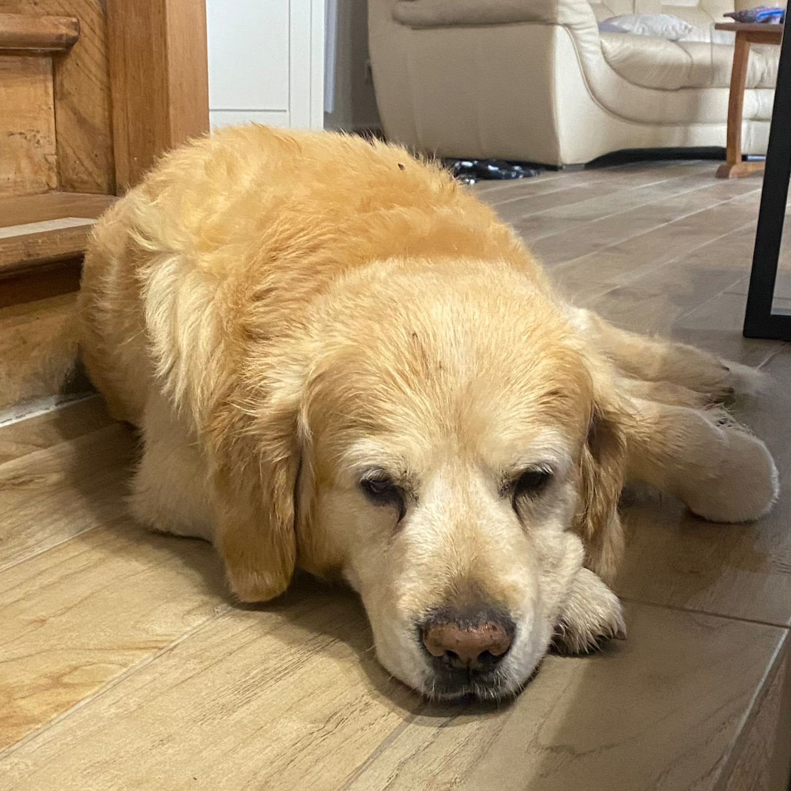 Gite PictureDog friendly