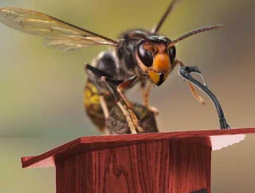 MURDER HORNETS TO SAVE U.S FROM DONALD TRUMP