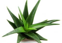 Η aloe vera των προϊόντων LE PETIT MARSEILLAIS®