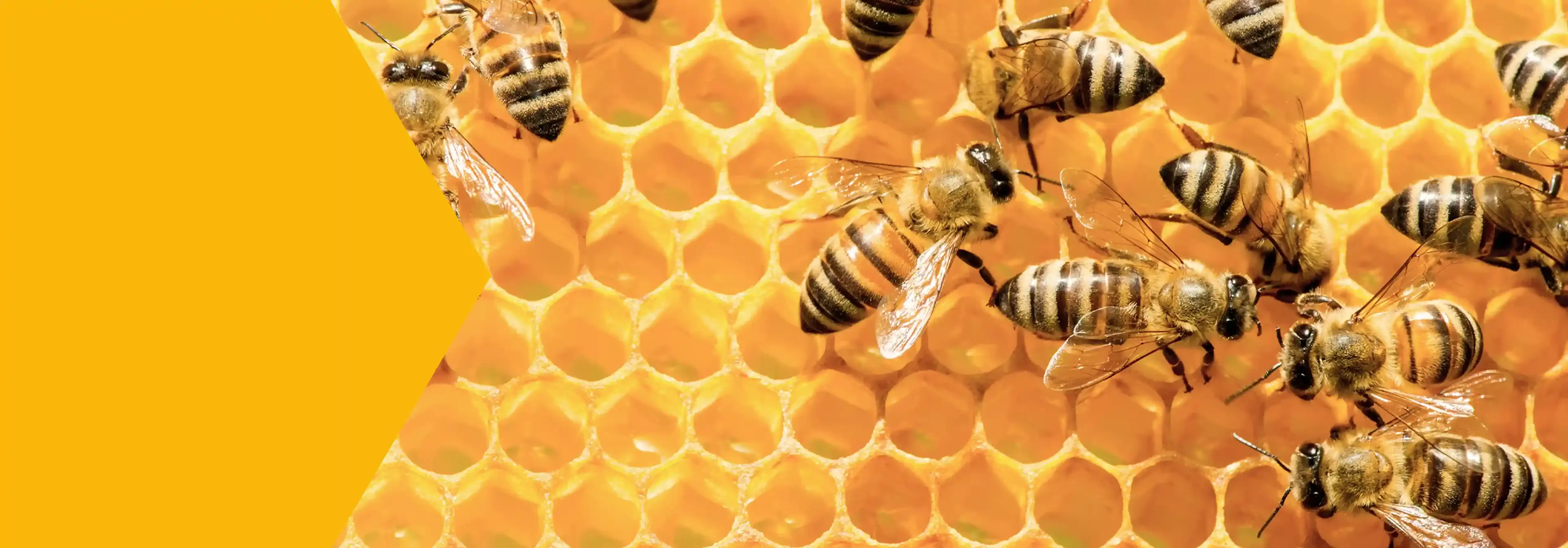 κυψέλη με μέλι και μέλισσες